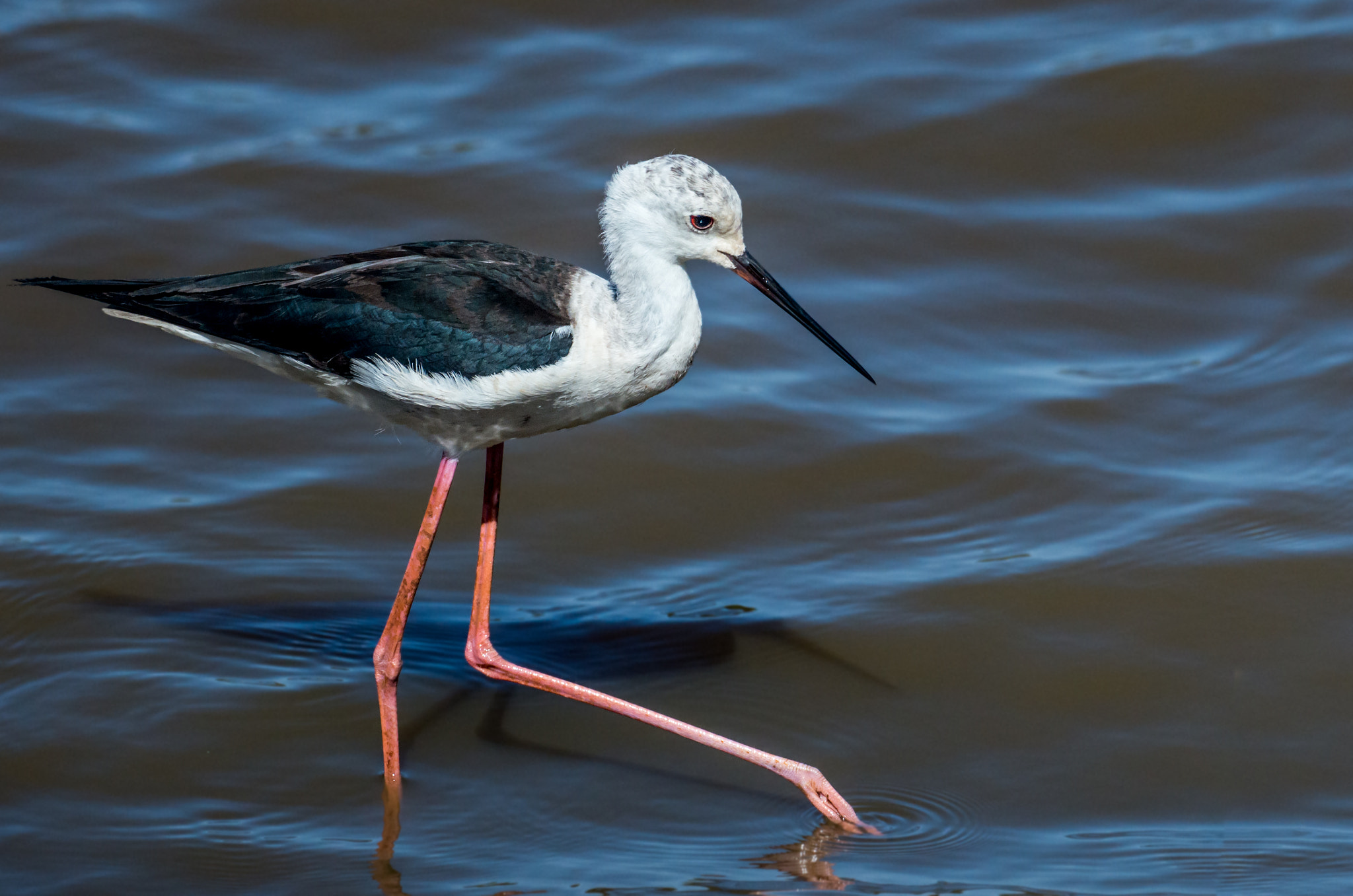 Pentax K-5 II sample photo. Black-winged stilt photography