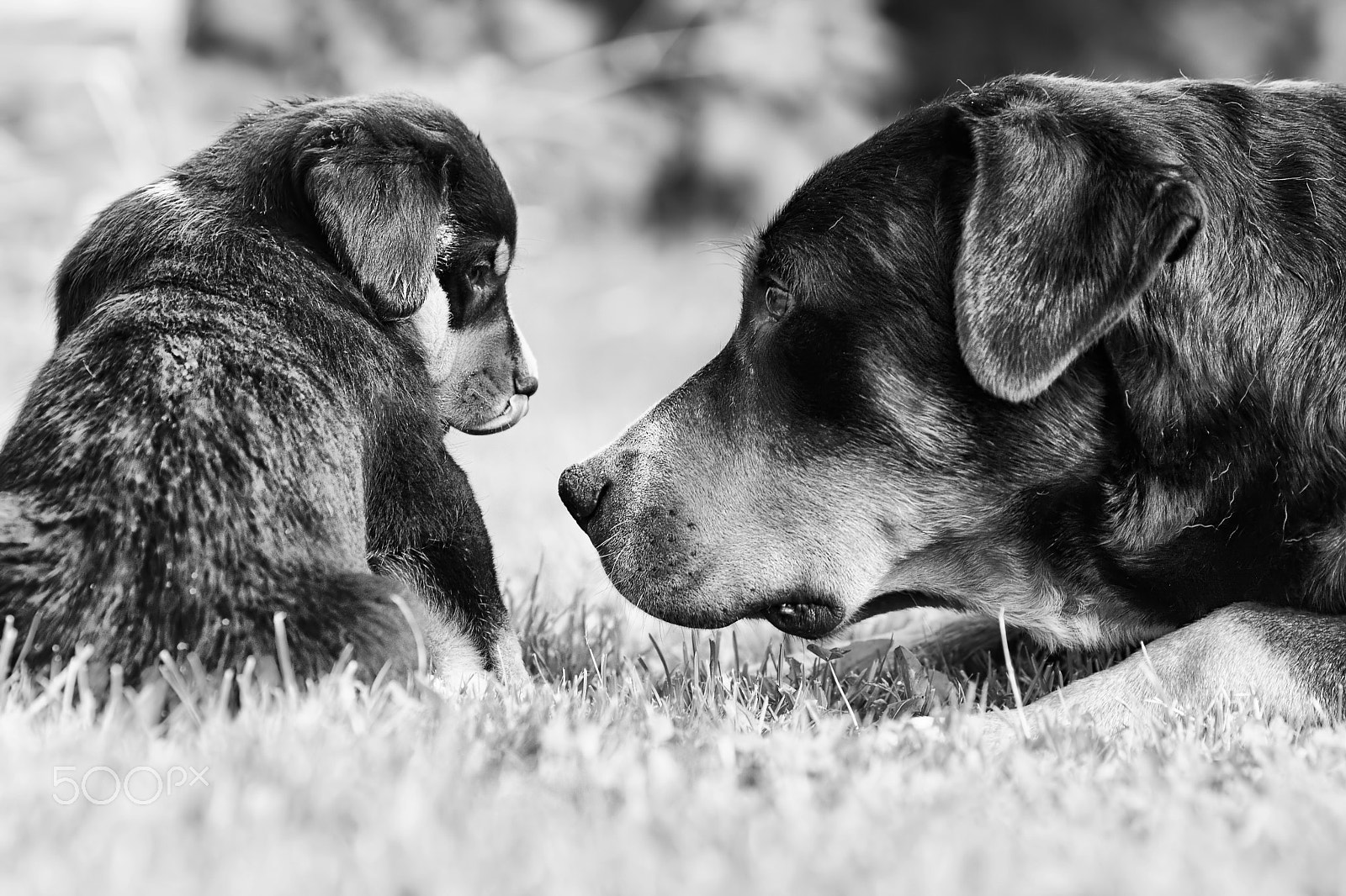 Canon EOS 40D + Canon EF 135mm F2L USM sample photo. Mother love photography