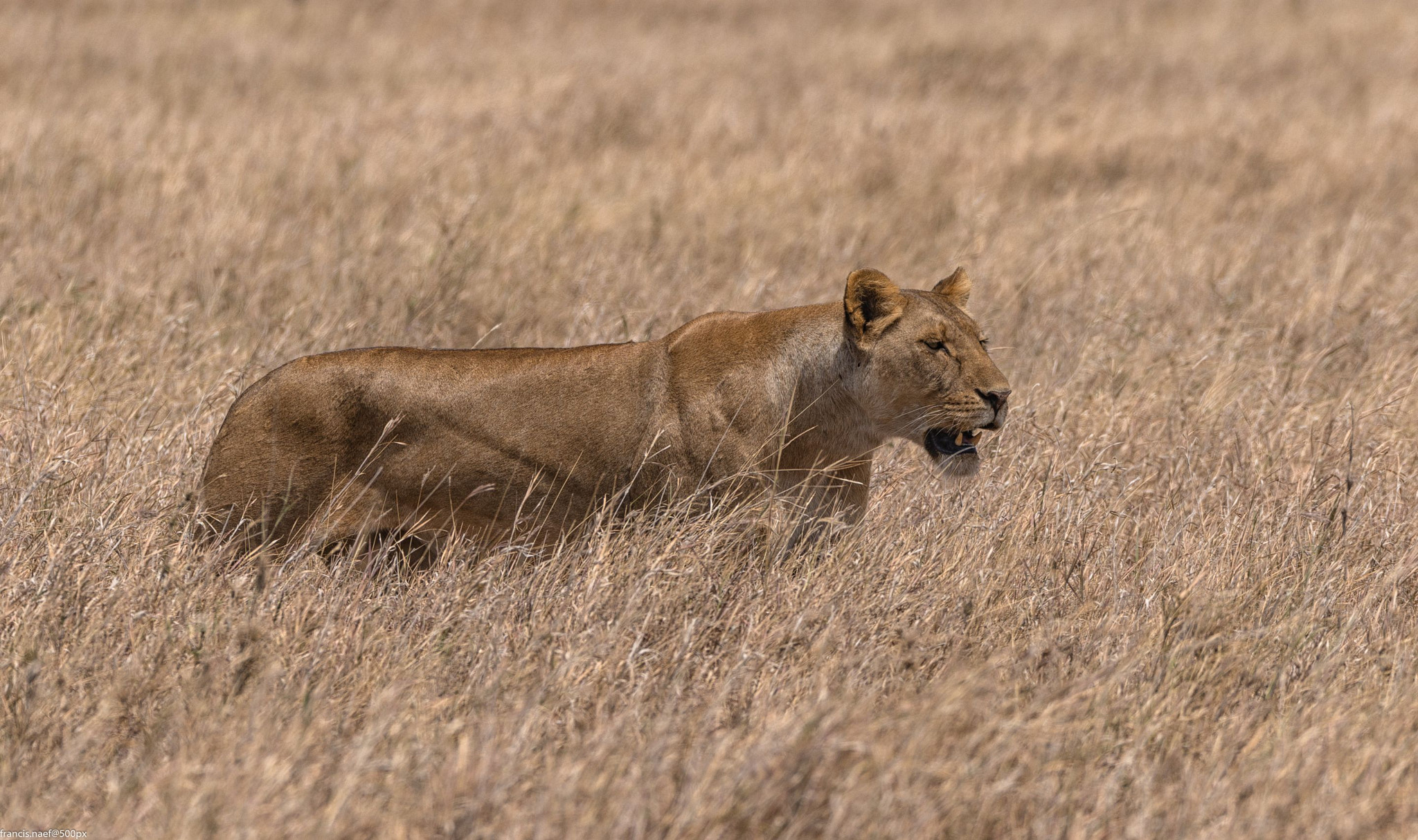 Sigma 150-600mm F5-6.3 DG OS HSM | S sample photo. Wild and free she needs our protection photography