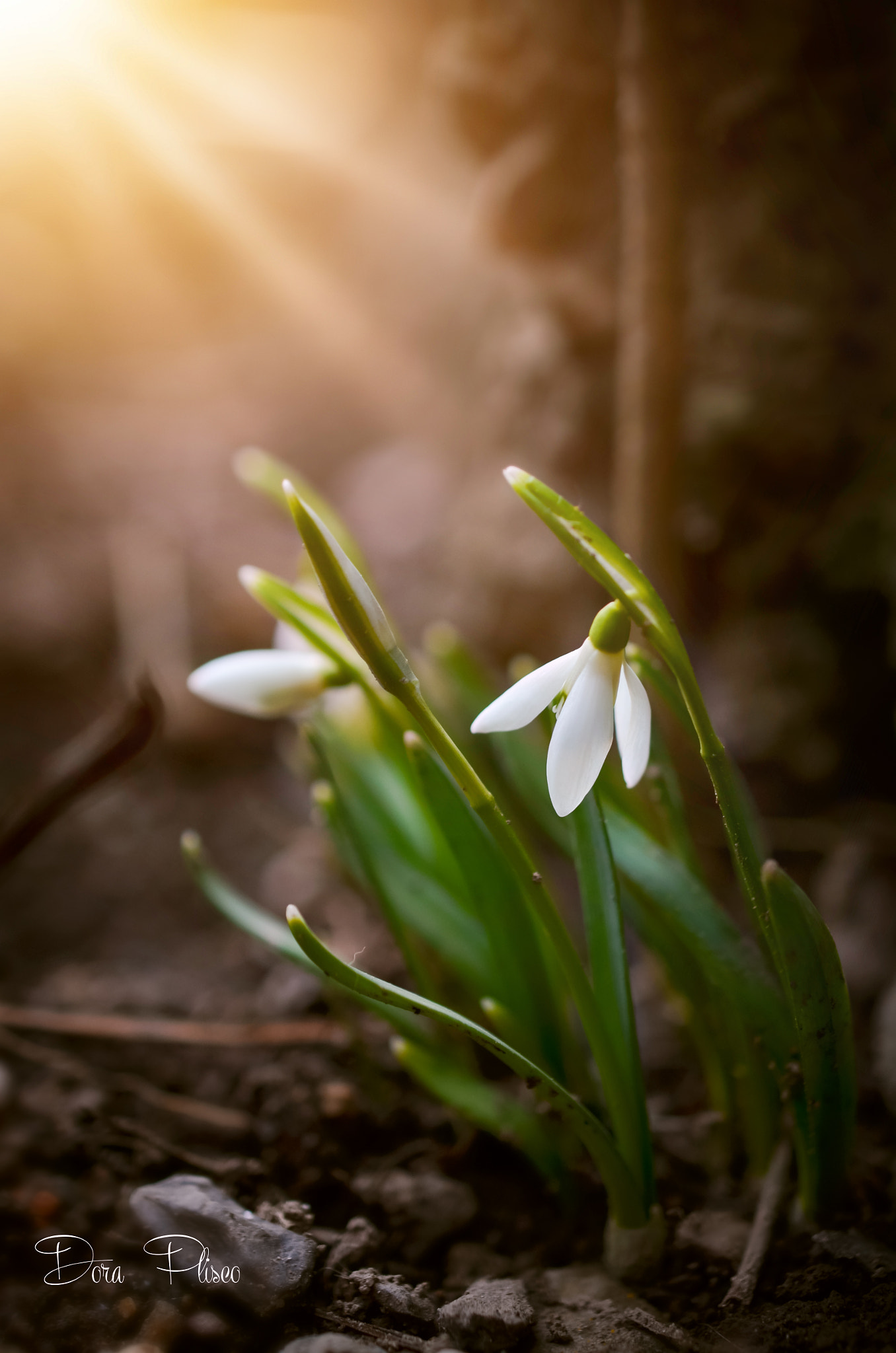 Nikon AF-S DX Micro Nikkor 40mm F2.8 sample photo. Snowdrops photography