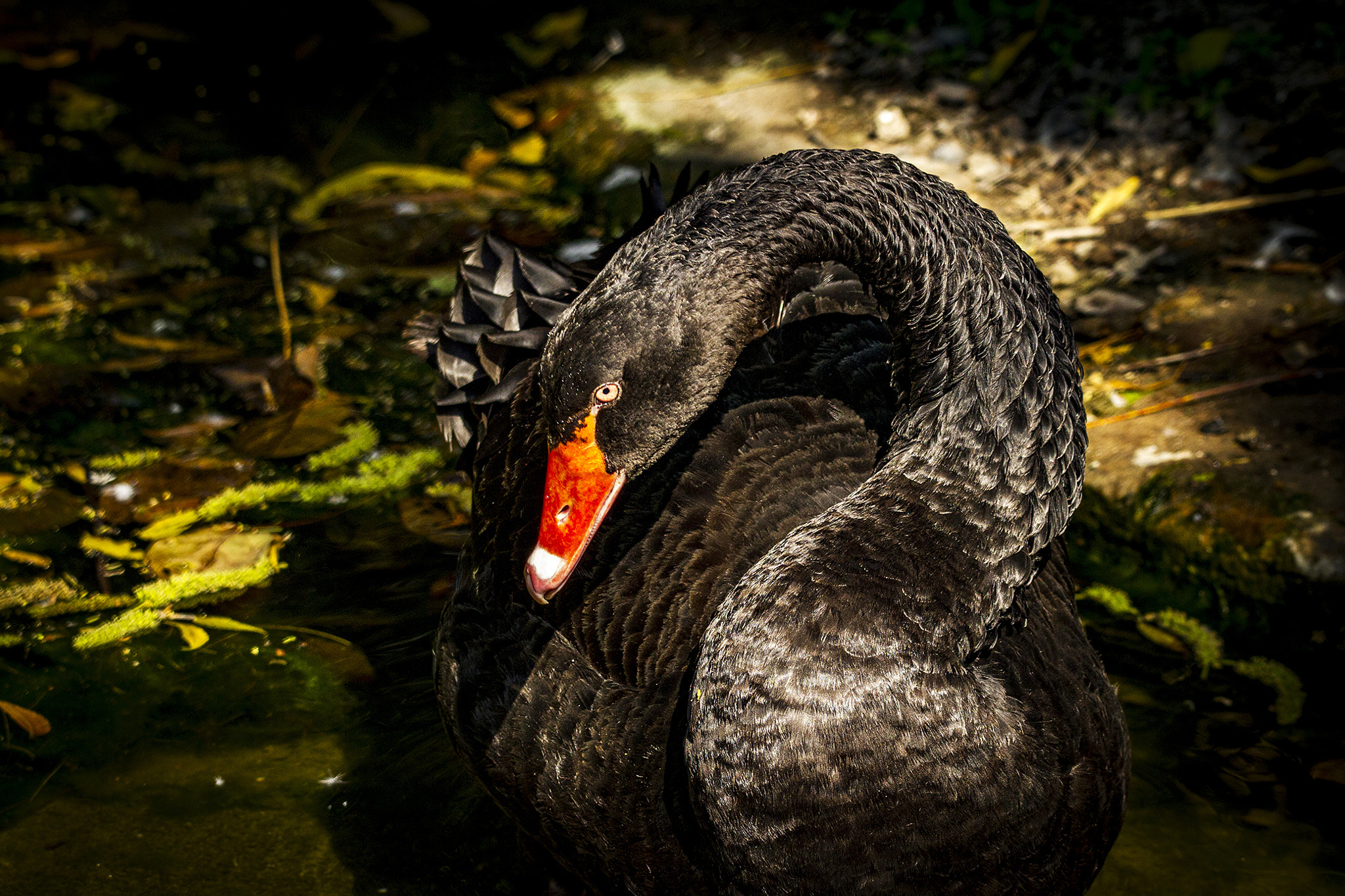Canon EOS 7D + 150-600mm F5-6.3 DG OS HSM | Contemporary 015 sample photo. The black swan photography