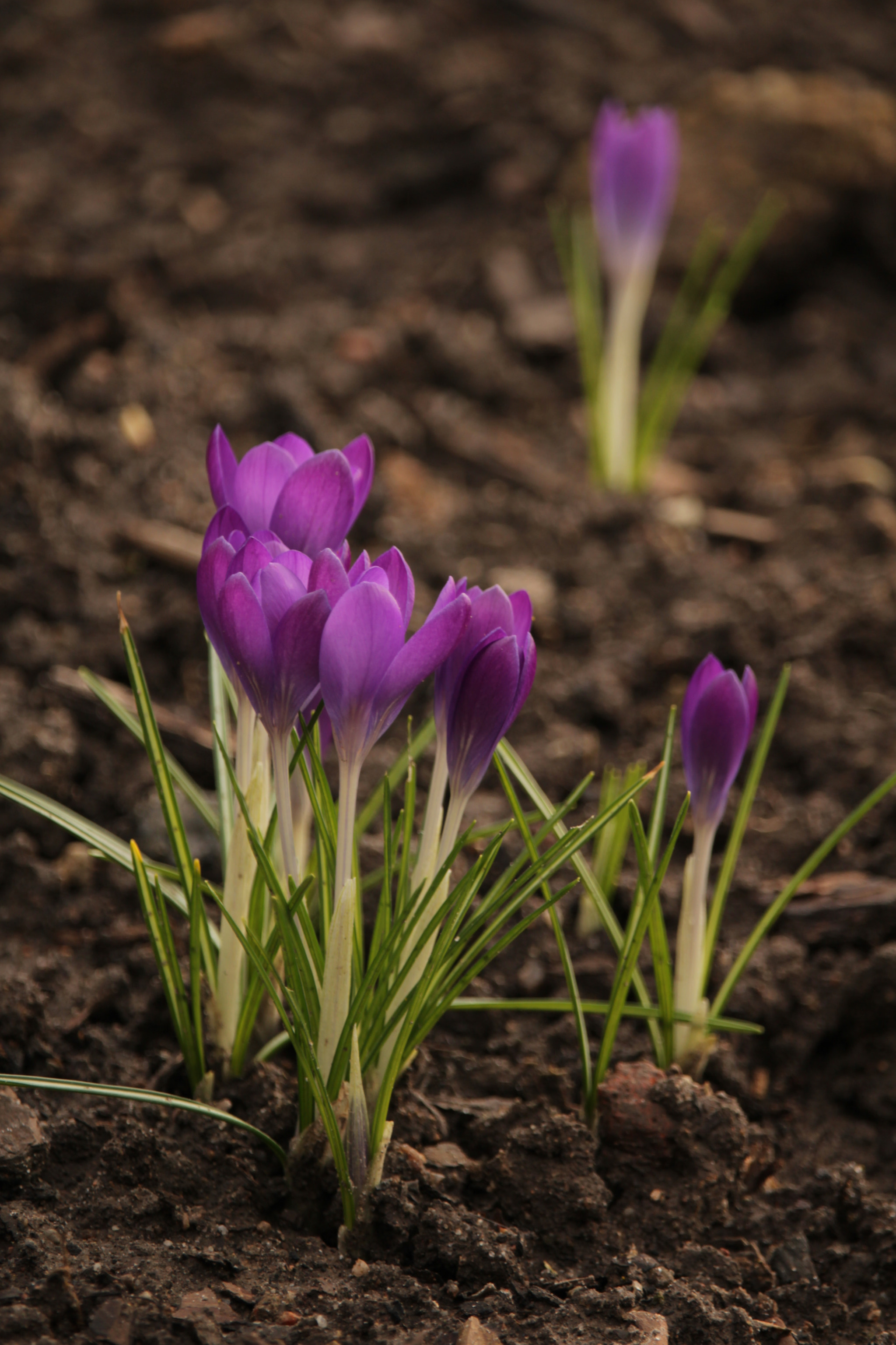 Canon EF-S 55-250mm F4-5.6 IS STM sample photo. Krokus / crocus photography
