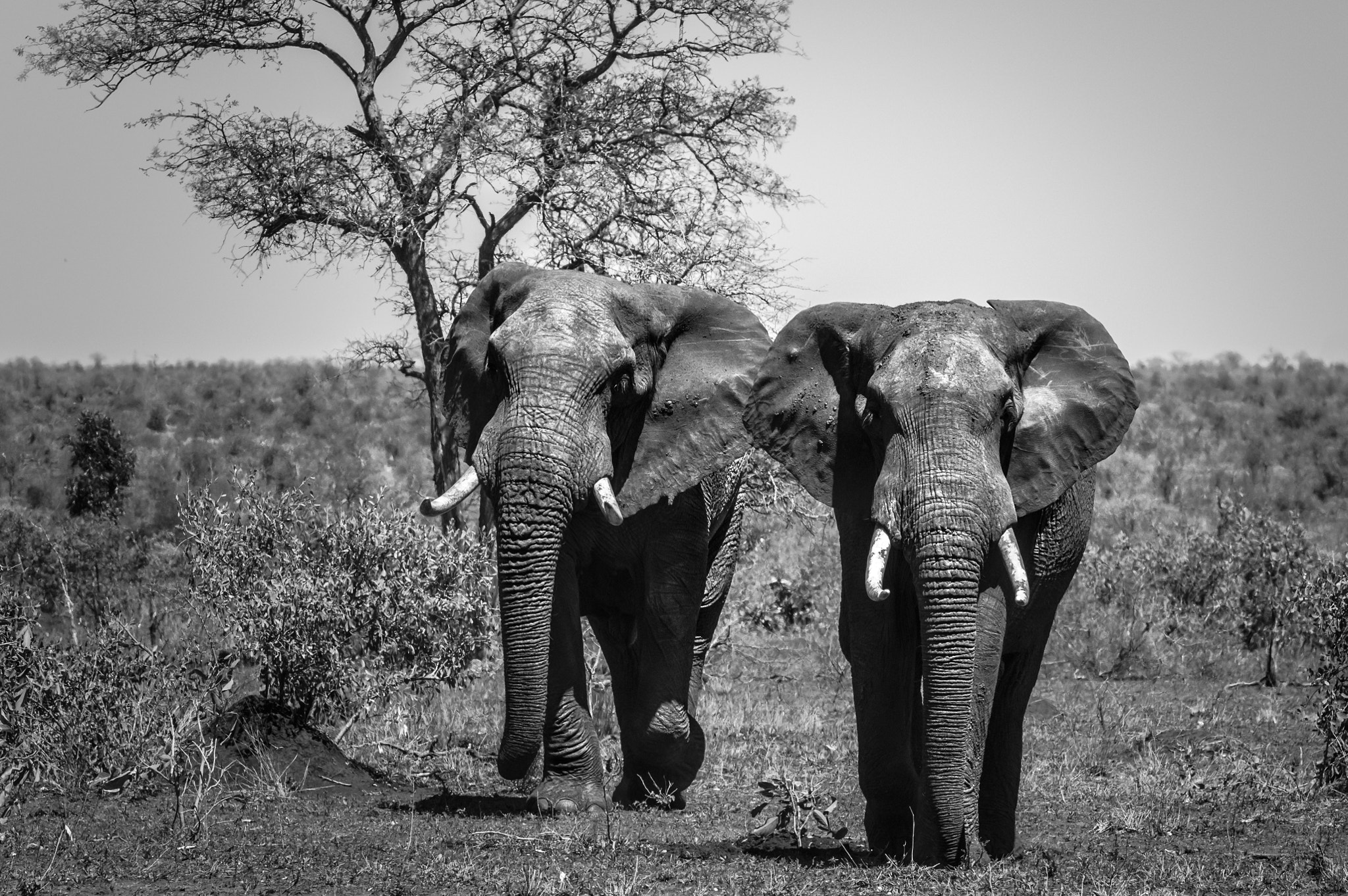 Pentax K-3 + Tamron SP AF 70-200mm F2.8 Di LD (IF) MACRO sample photo. Elephants incoming photography