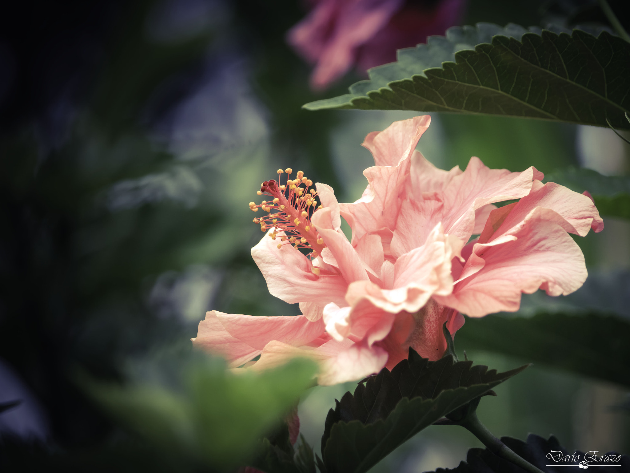 Canon EF-S 55-250mm F4-5.6 IS STM sample photo