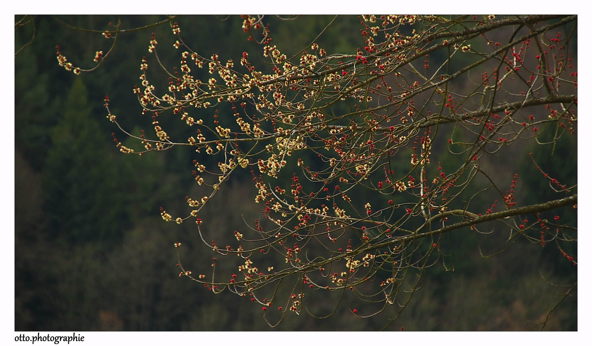 Sigma 18-250mm F3.5-6.3 DC OS HSM sample photo. Spring photography