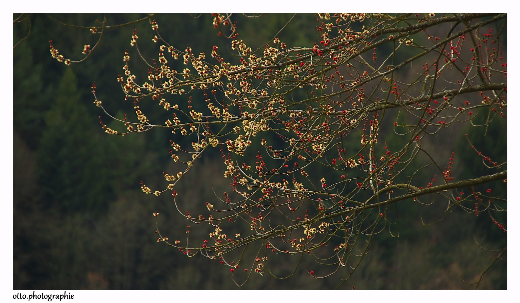 Canon EOS 750D (EOS Rebel T6i / EOS Kiss X8i) + Sigma 18-250mm F3.5-6.3 DC OS HSM sample photo. Spring photography