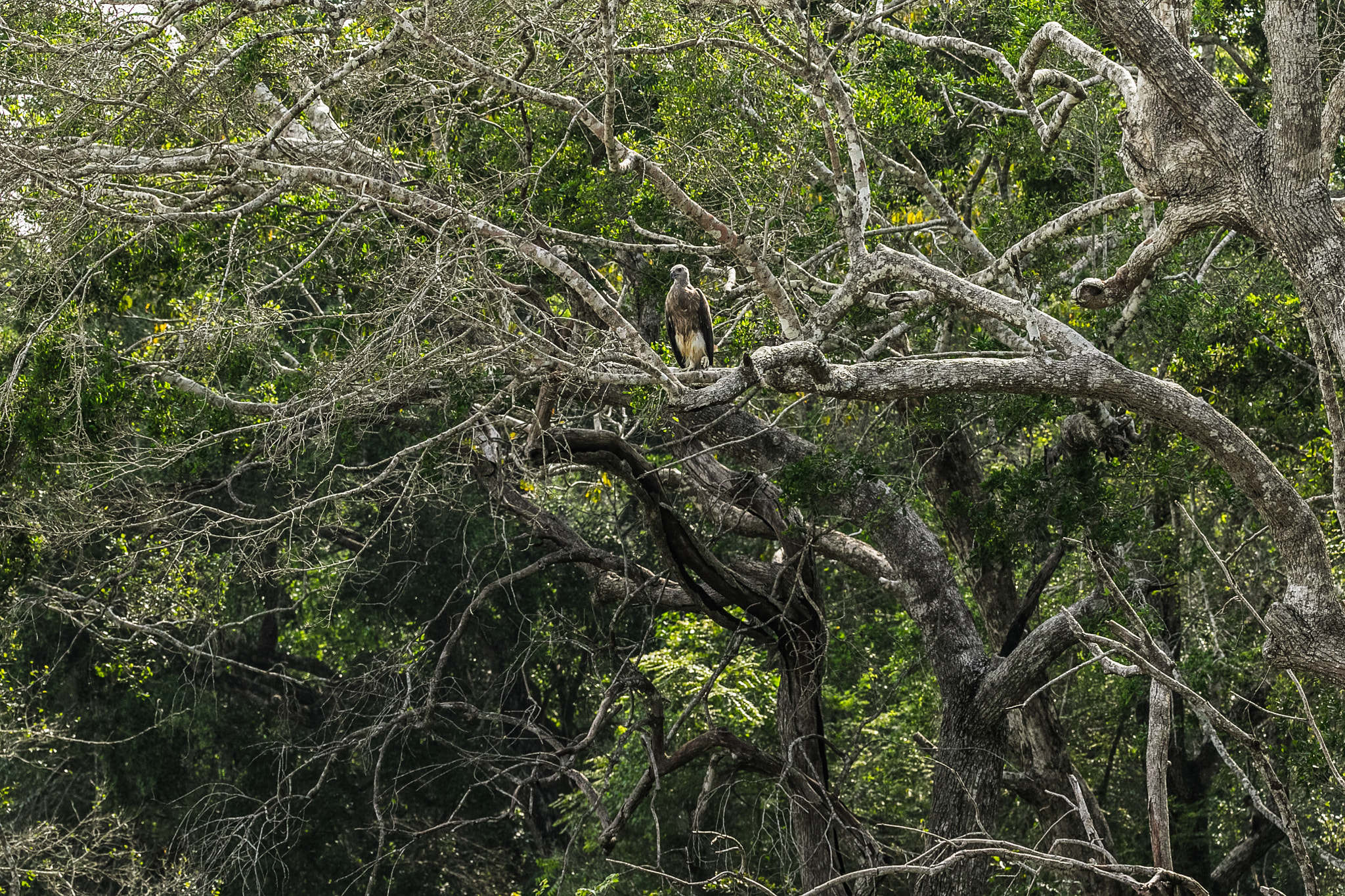 150-600mm F5-6.3 DG OS HSM | Contemporary 015 sample photo. Gray headed fish eagle photography