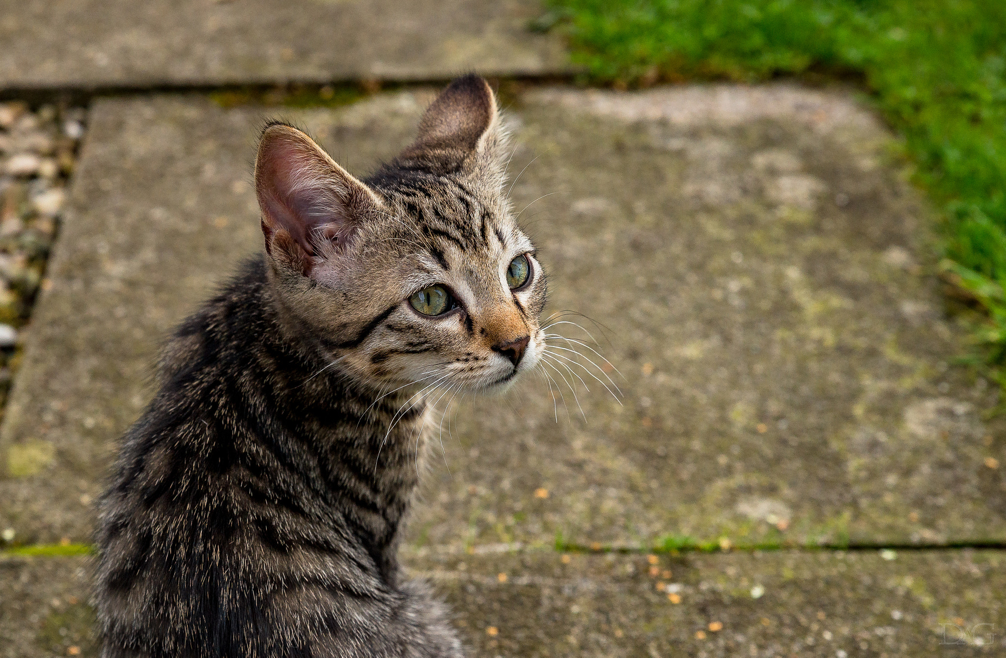 Sony a99 II + Tamron SP 24-70mm F2.8 Di VC USD sample photo. Katze - 01 photography