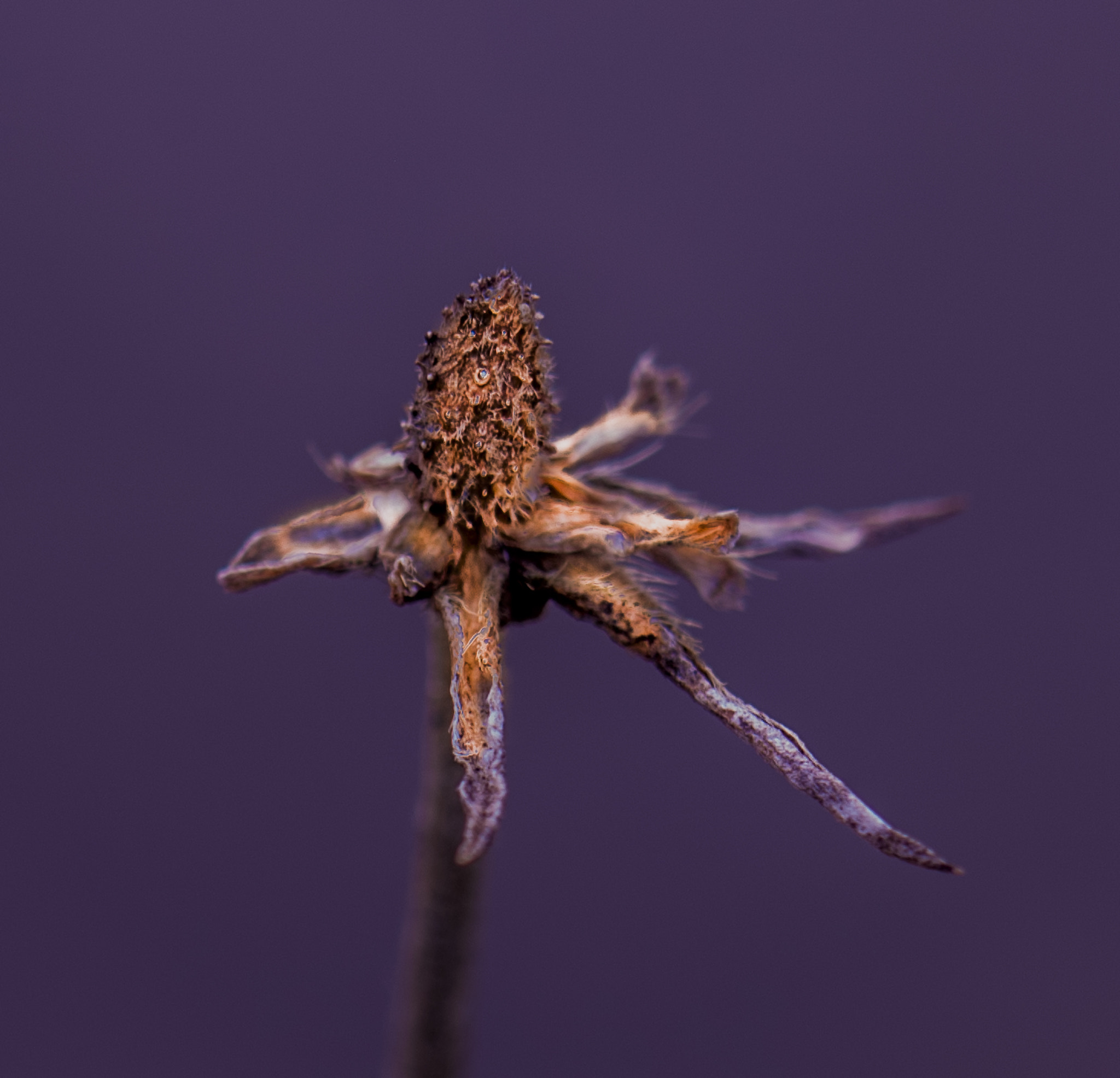 Nikon D810A + Tamron SP 90mm F2.8 Di VC USD 1:1 Macro (F004) sample photo. Flower spring 2017 photography