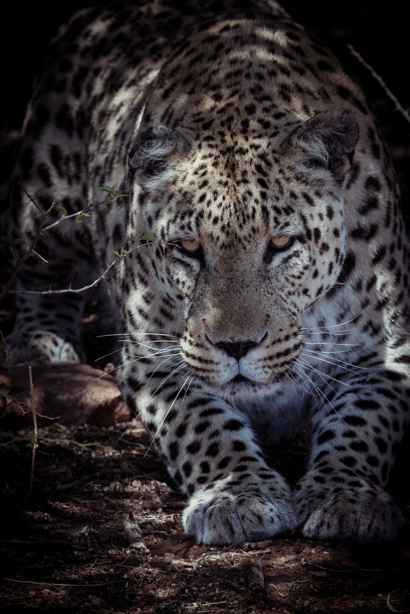 Nikon D500 sample photo. Lepard photography
