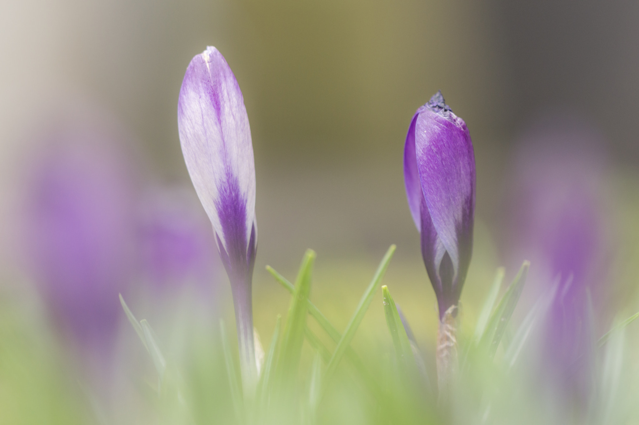 Nikon D3200 sample photo. Purple pearls photography