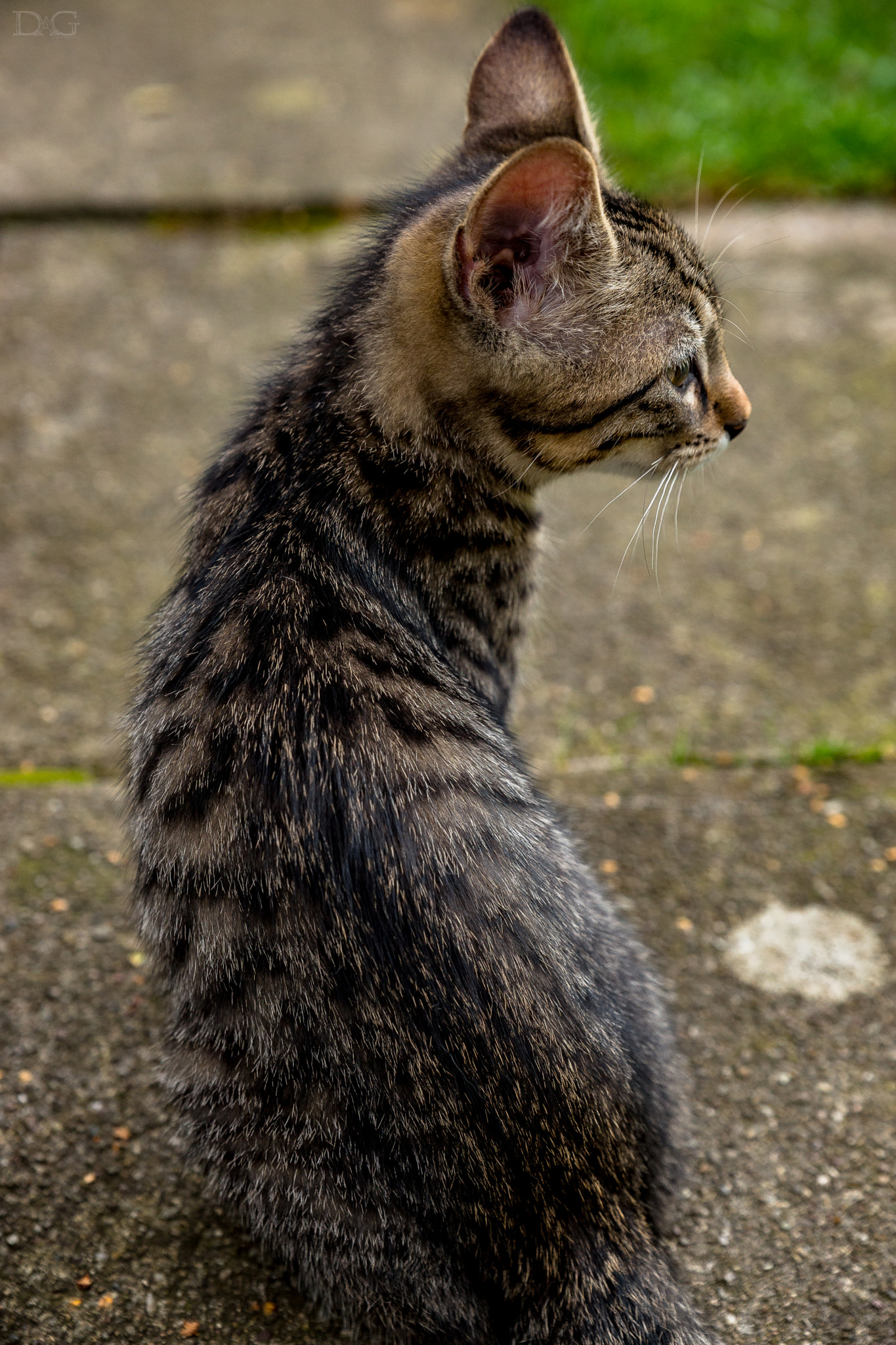 Sony a99 II + Tamron SP 24-70mm F2.8 Di VC USD sample photo. Katze - 02 photography