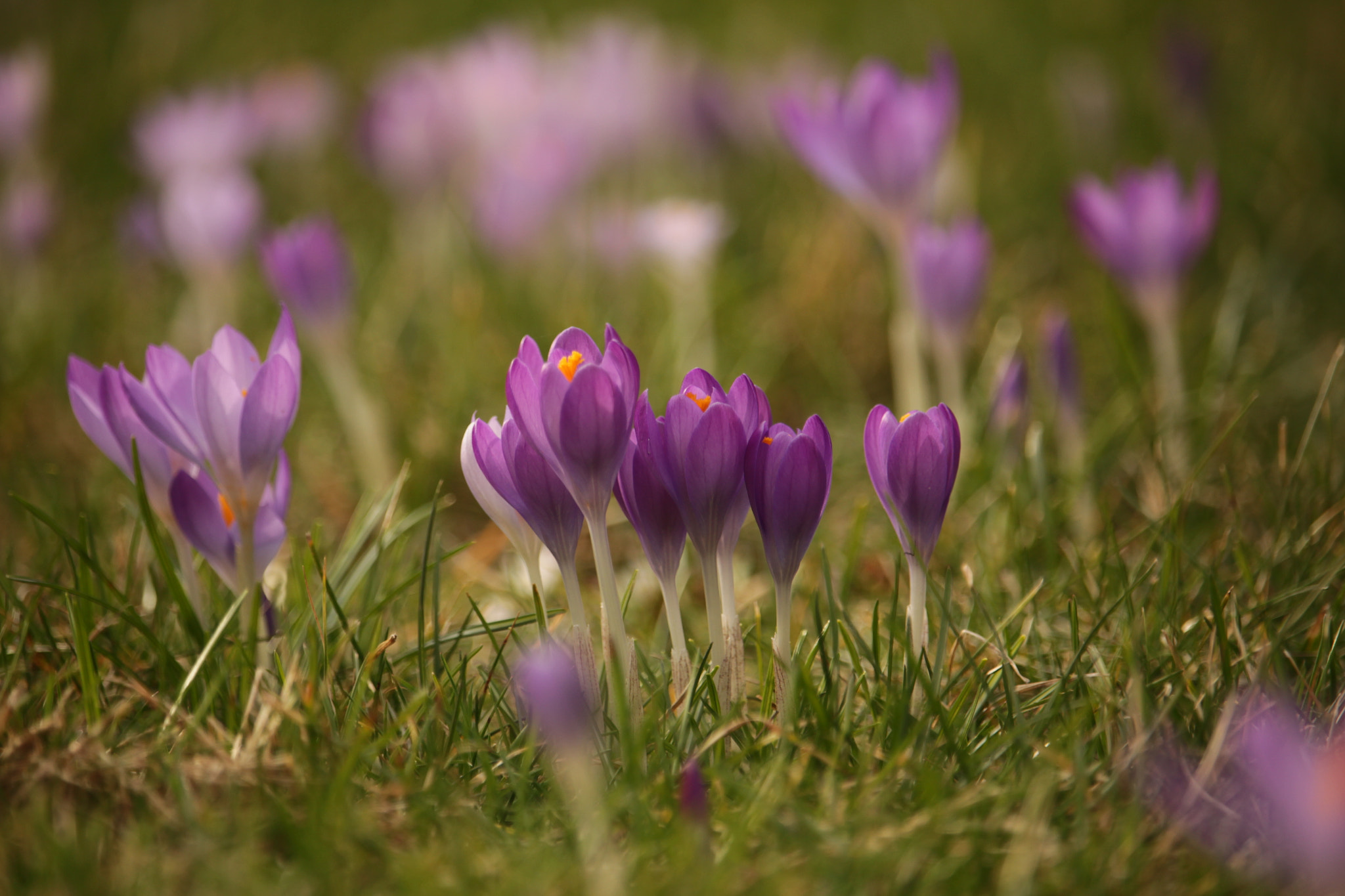 Canon EF-S 55-250mm F4-5.6 IS STM sample photo. Krokus / crocus photography
