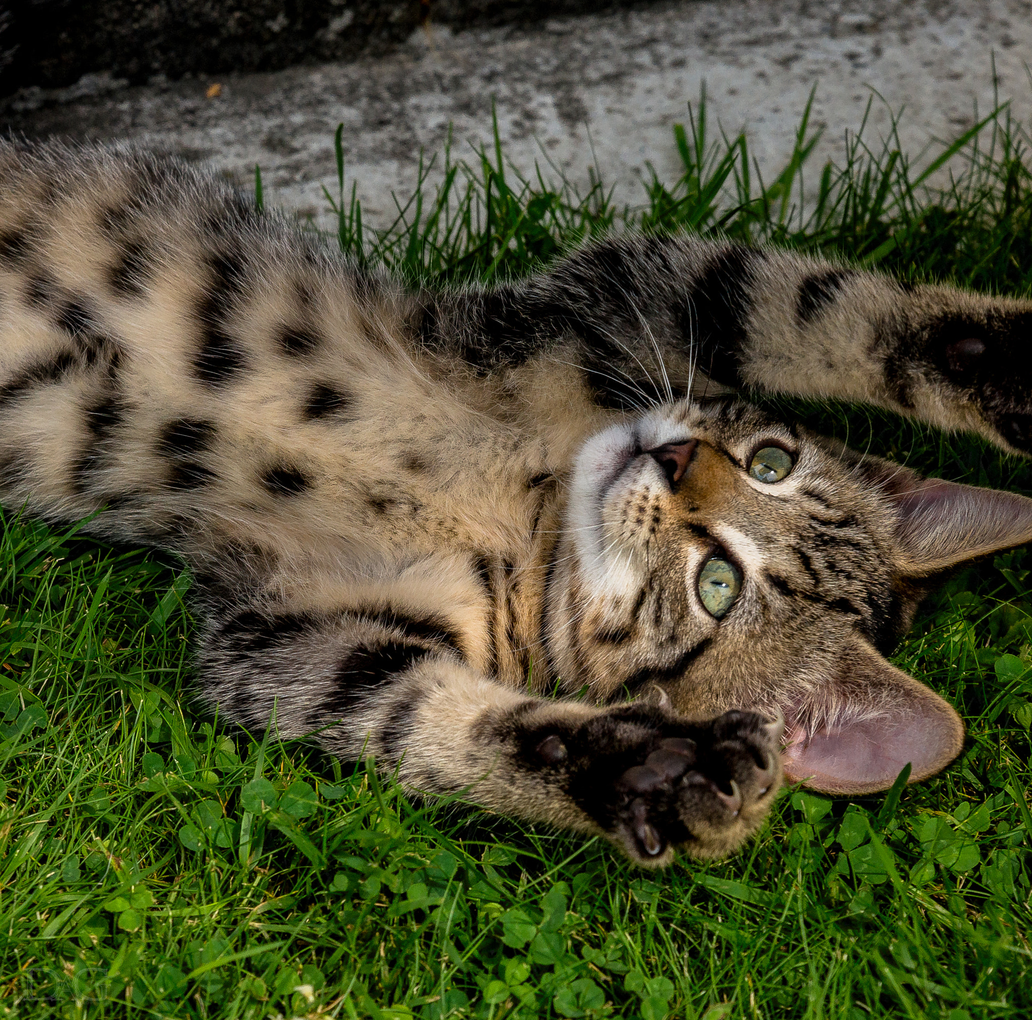 Sony a99 II + Tamron SP 24-70mm F2.8 Di VC USD sample photo. Katze - 03 photography
