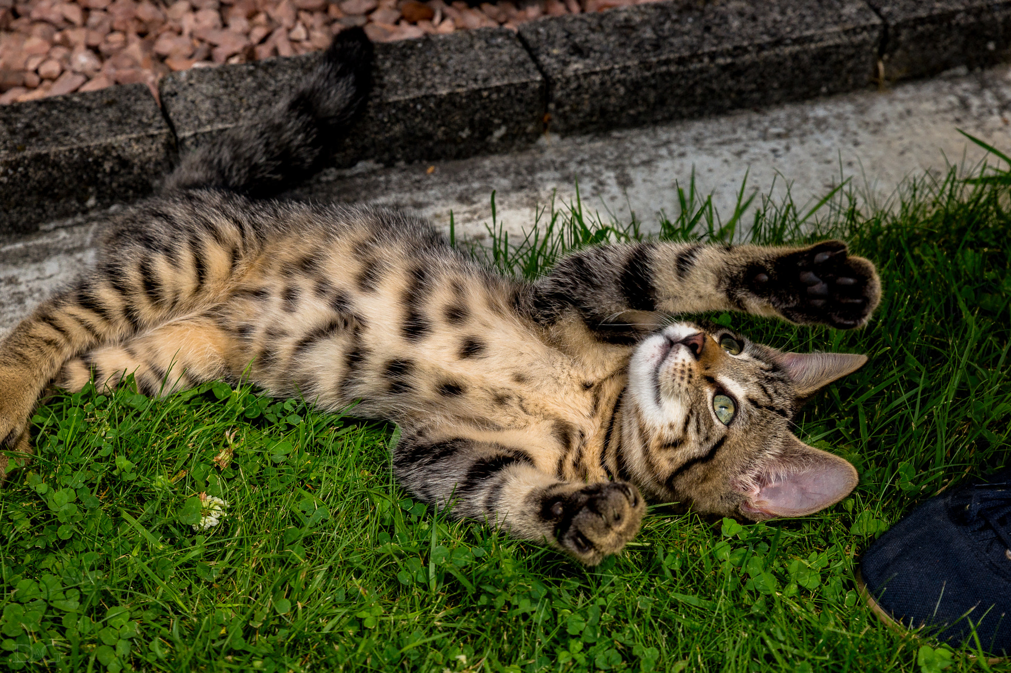 Sony a99 II + Tamron SP 24-70mm F2.8 Di VC USD sample photo. Katze - 04 photography