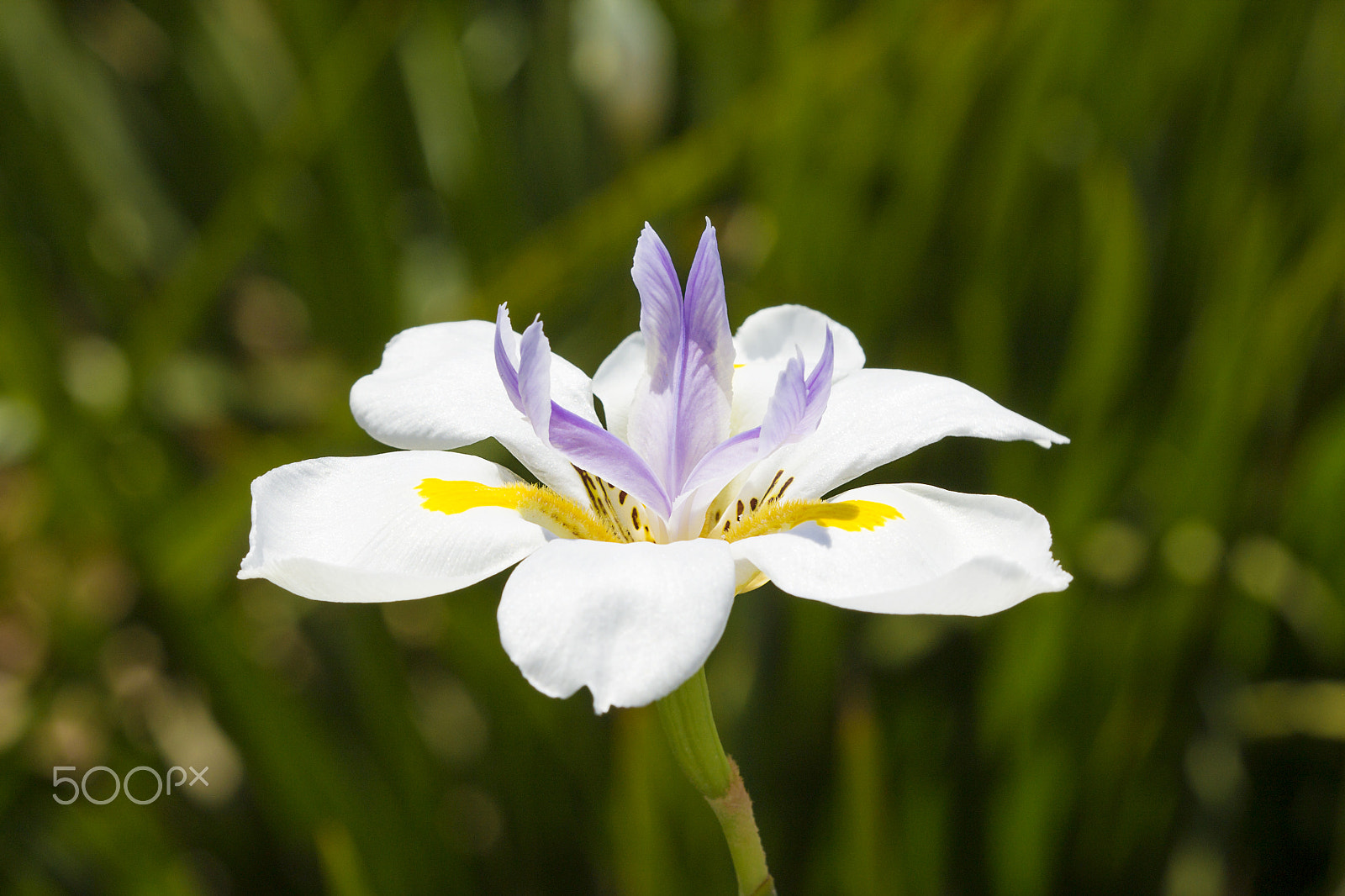 Canon EF 100mm F2.8 Macro USM sample photo. White flower photography