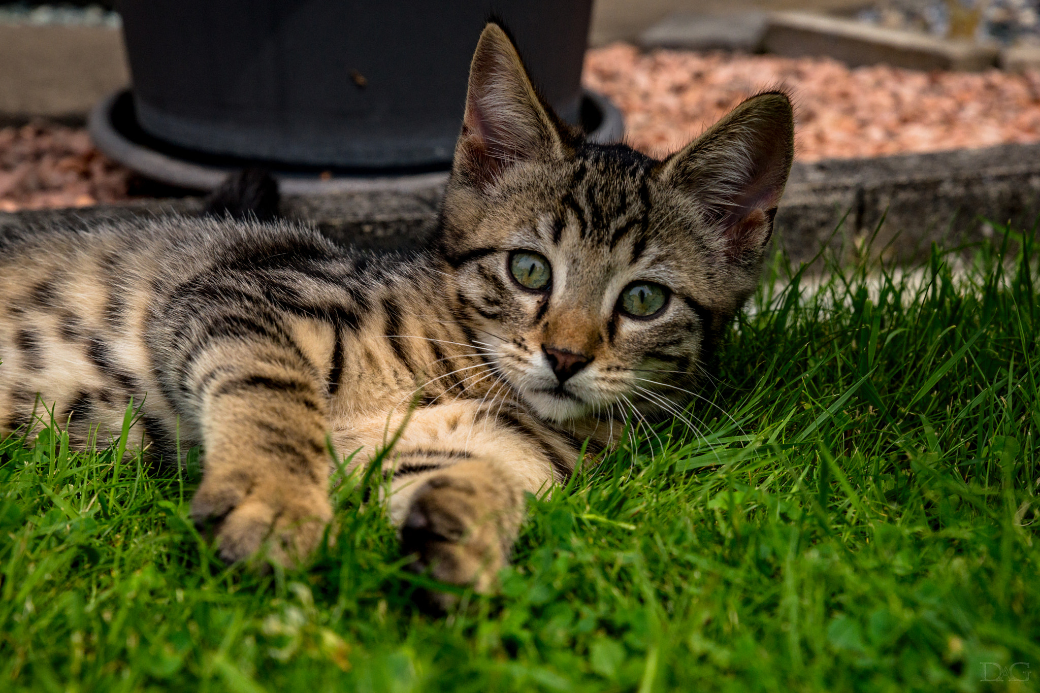 Sony a99 II + Tamron SP 24-70mm F2.8 Di VC USD sample photo. Katze - 05 photography