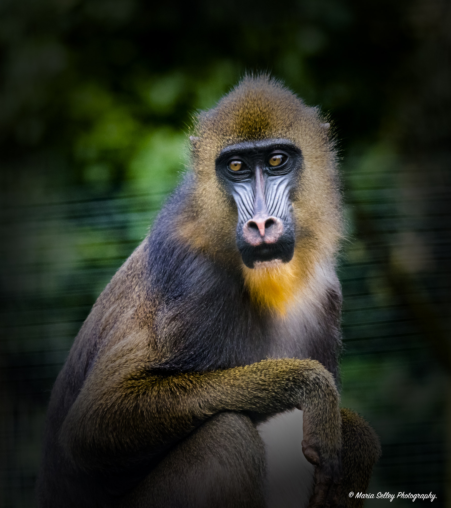 Olympus OM-D E-M1 Mark II + LEICA DG 100-400/F4.0-6.3 sample photo. Eye's of the mandrill photography