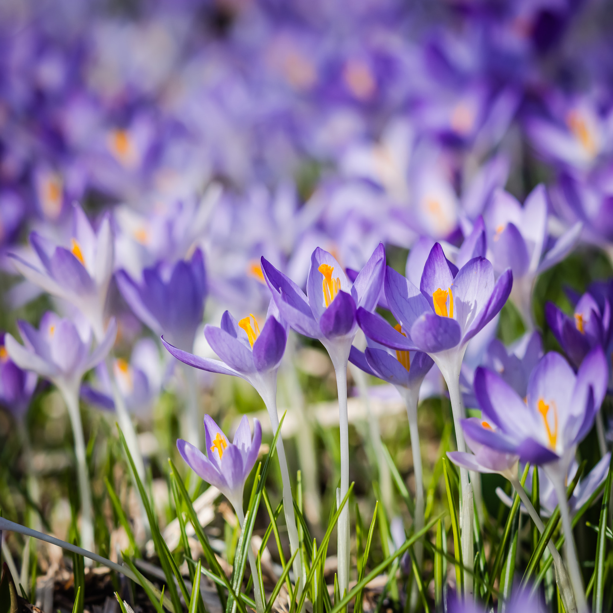 Olympus OM-D E-M1 Mark II + Olympus M.Zuiko Digital ED 40-150mm F2.8 Pro sample photo. Crocus tommasinianu - hermannshof 2017 photography