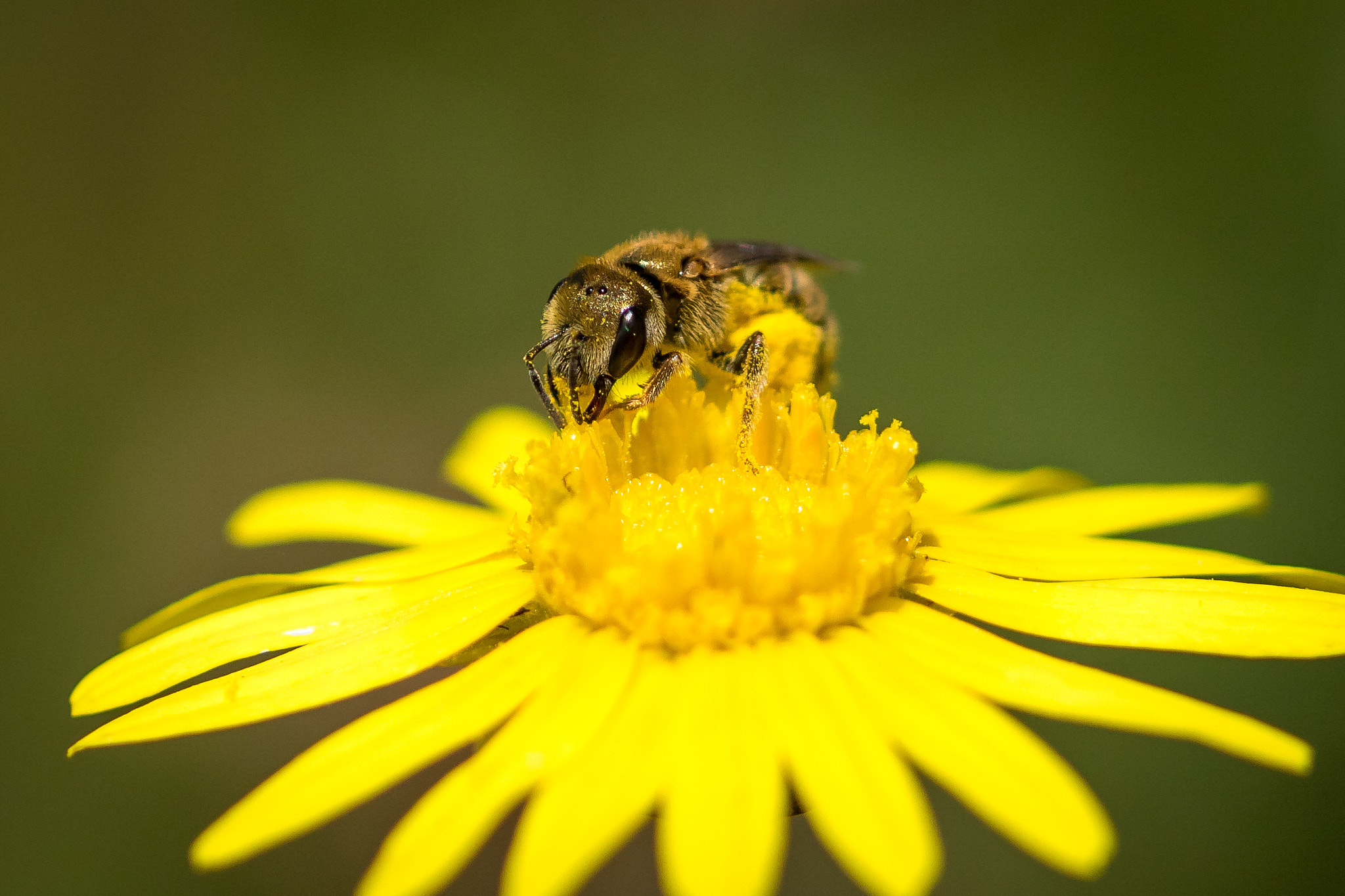 Canon EF 100mm F2.8 Macro USM sample photo. Bee on time for lunch photography