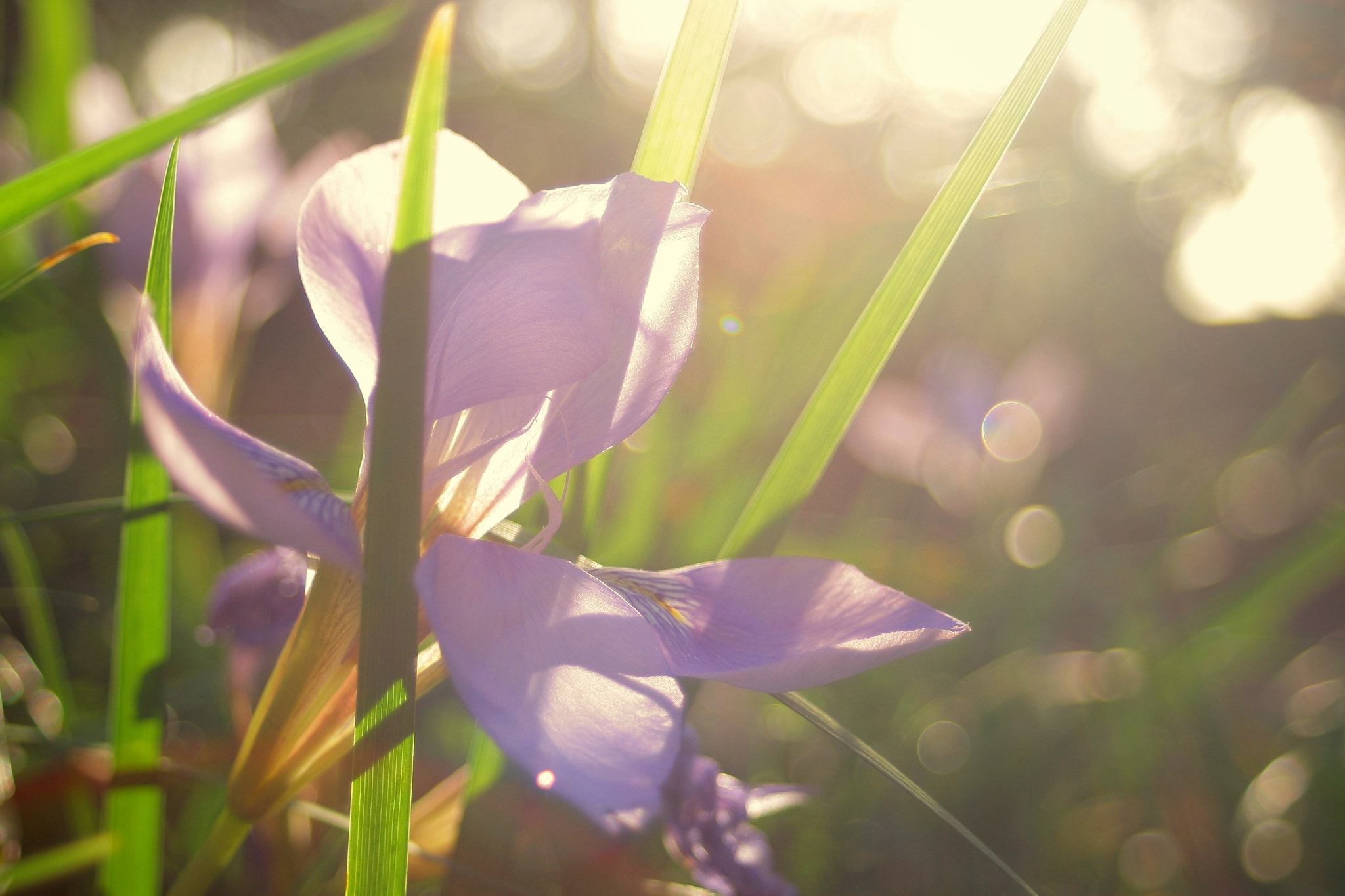 Canon EF 28-80mm f/3.5-5.6 USM IV sample photo. Purple and green ii photography