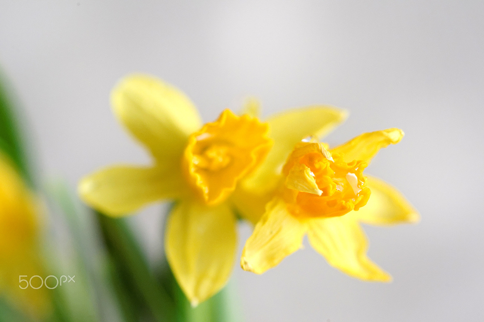 Nikon AF-S Micro-Nikkor 105mm F2.8G IF-ED VR sample photo. Katania photography