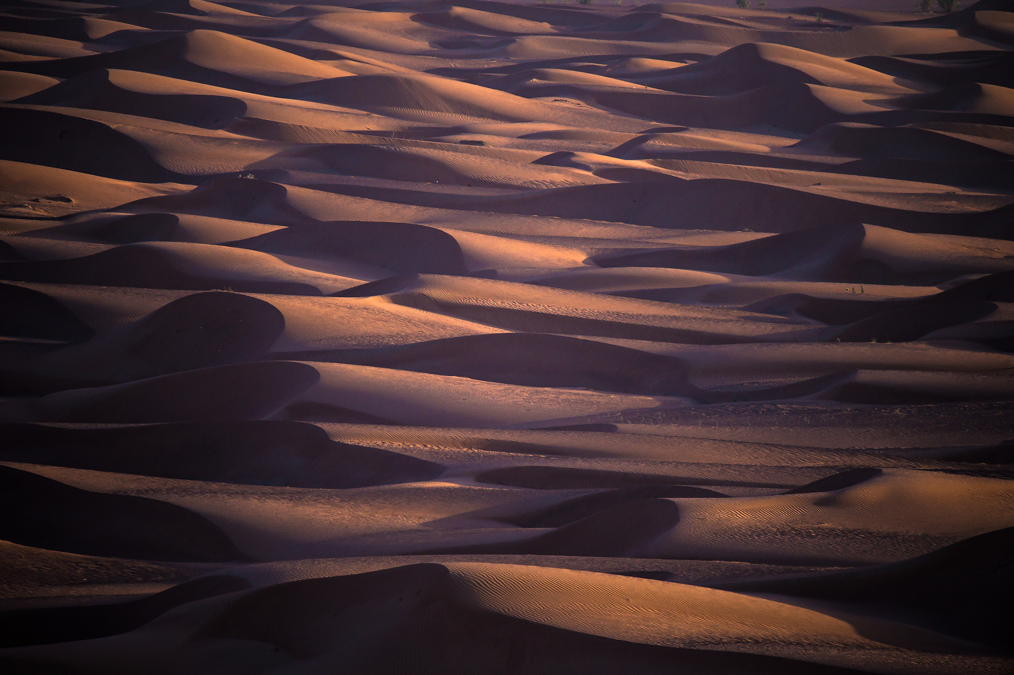Sigma 150-600mm F5-6.3 DG OS HSM | S sample photo. Infinite photography