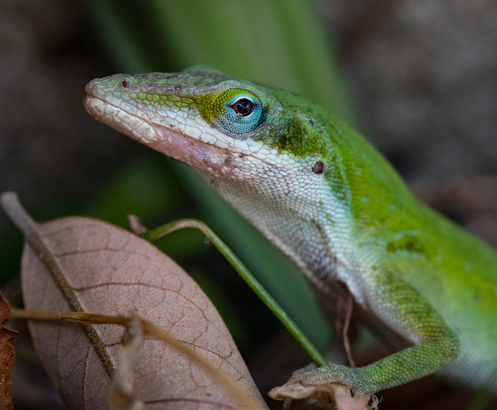 Olympus M.Zuiko Digital ED 60mm F2.8 Macro sample photo. Green anole posing photography