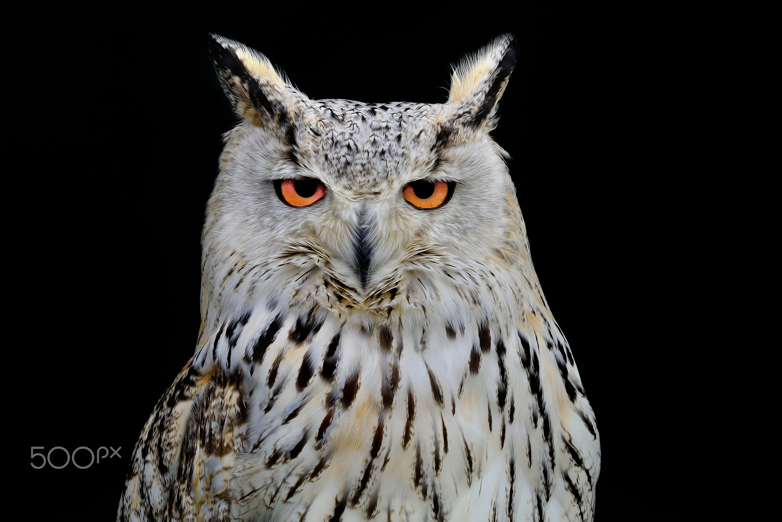 Sigma 150-600mm F5-6.3 DG OS HSM | S sample photo. Look into my eyes photography