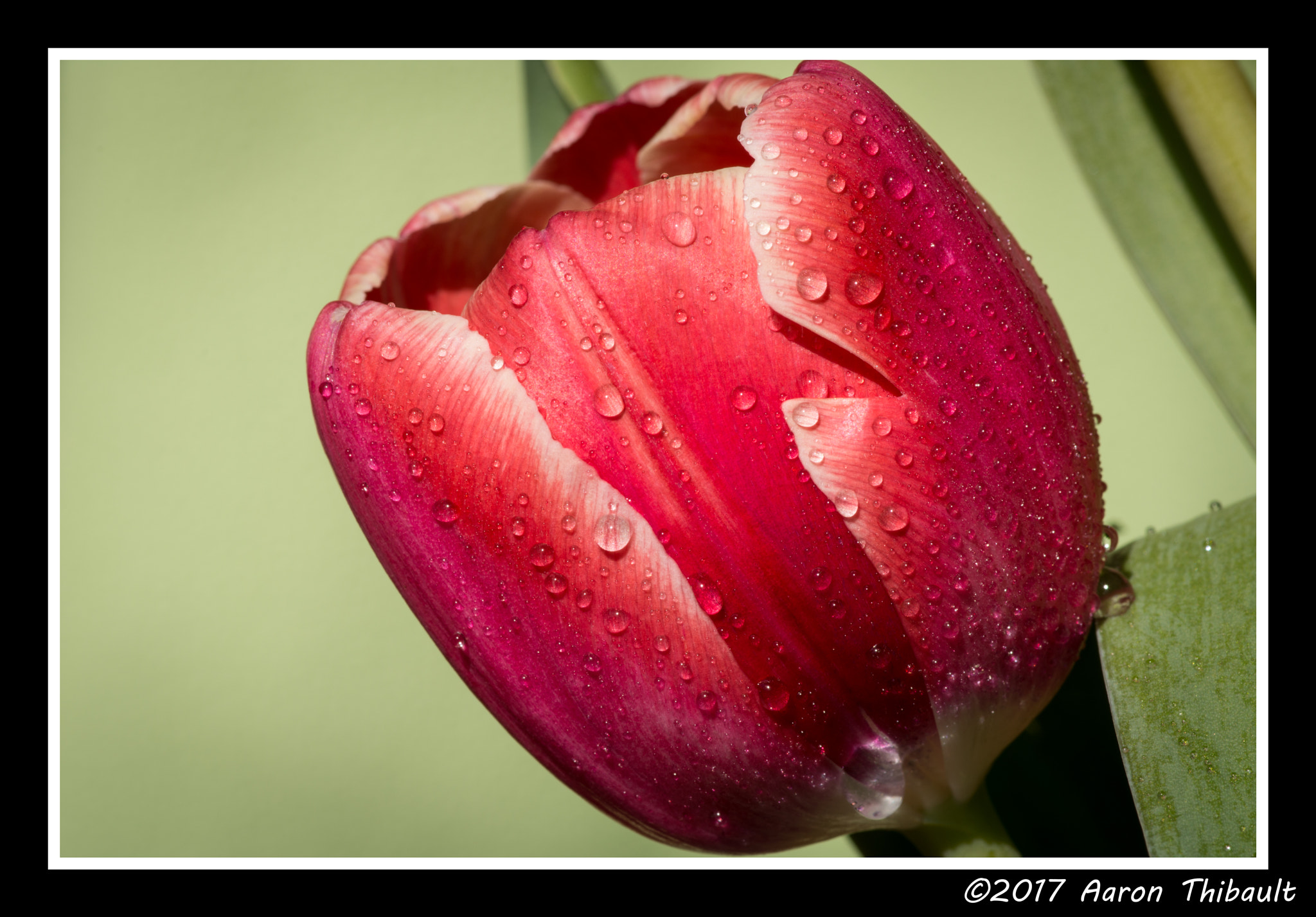 Tokina AT-X Pro 100mm F2.8 Macro sample photo. Prelude to spring photography