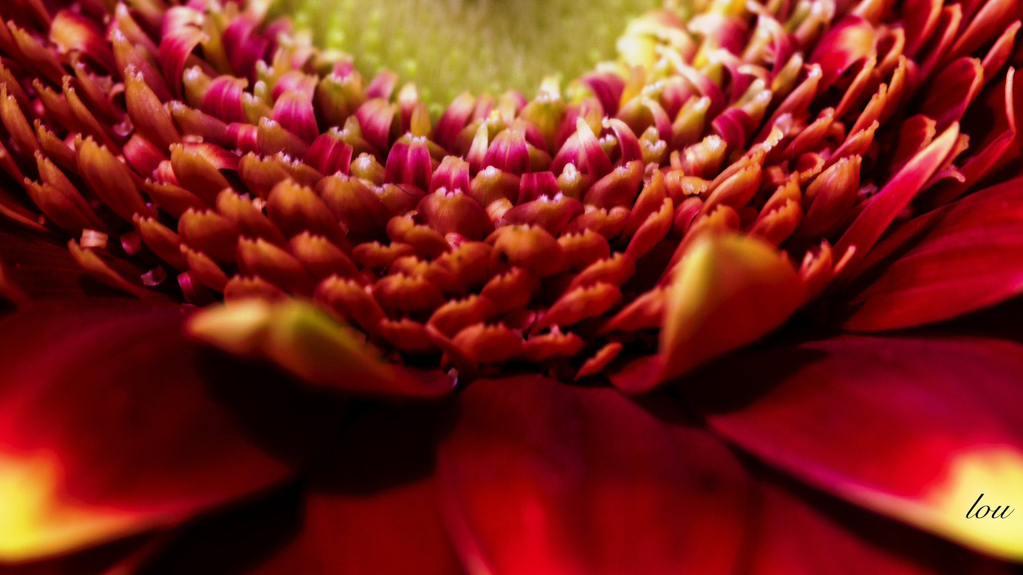 Canon EF 100mm F2.8 Macro USM sample photo. Flower photography