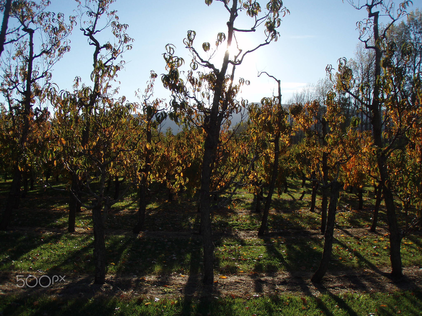 Olympus u720SW,S720SW sample photo. Roadside orchard photography