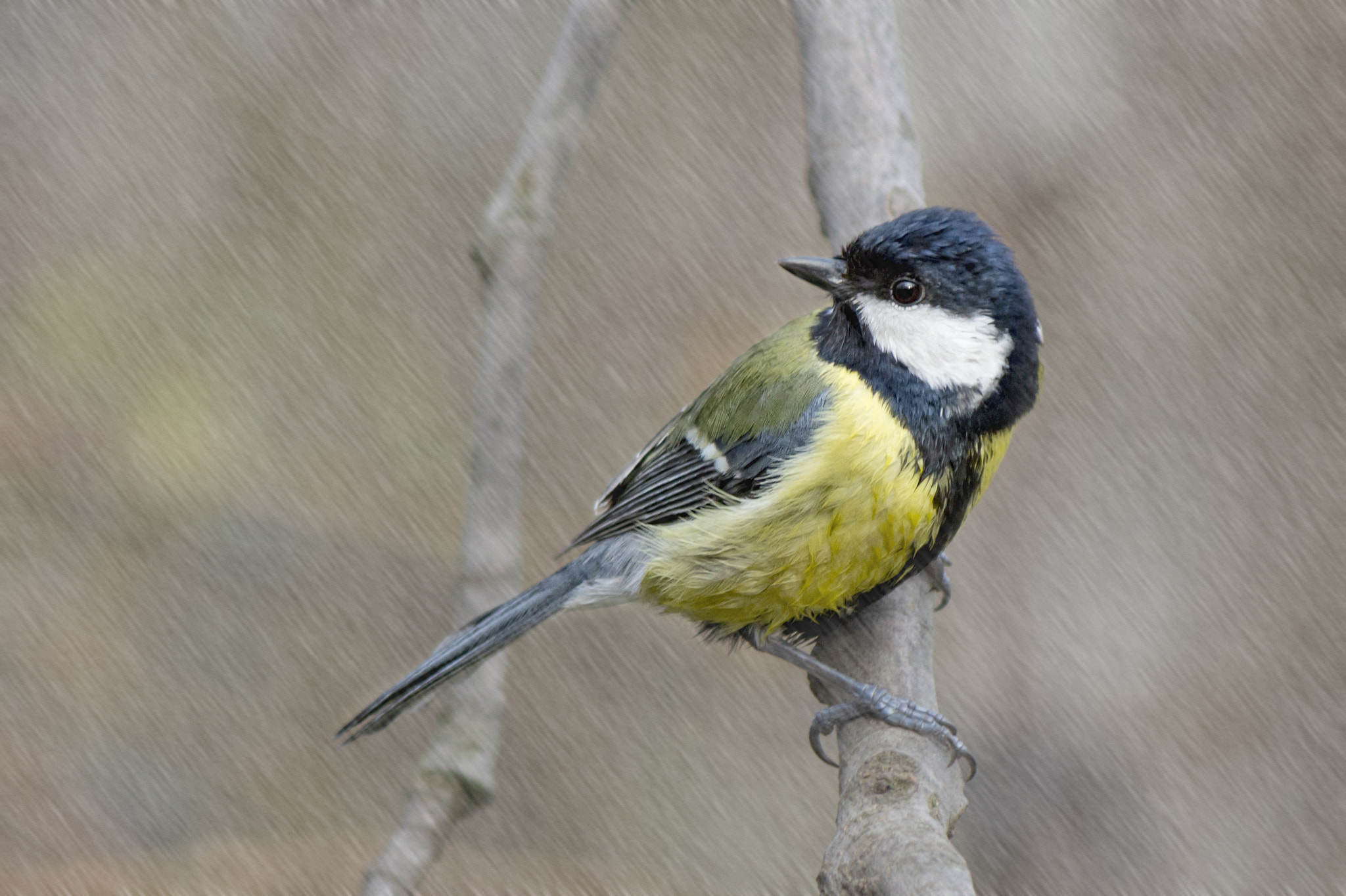 Canon EF-S 55-250mm F4-5.6 IS II sample photo. Singing in the rain photography