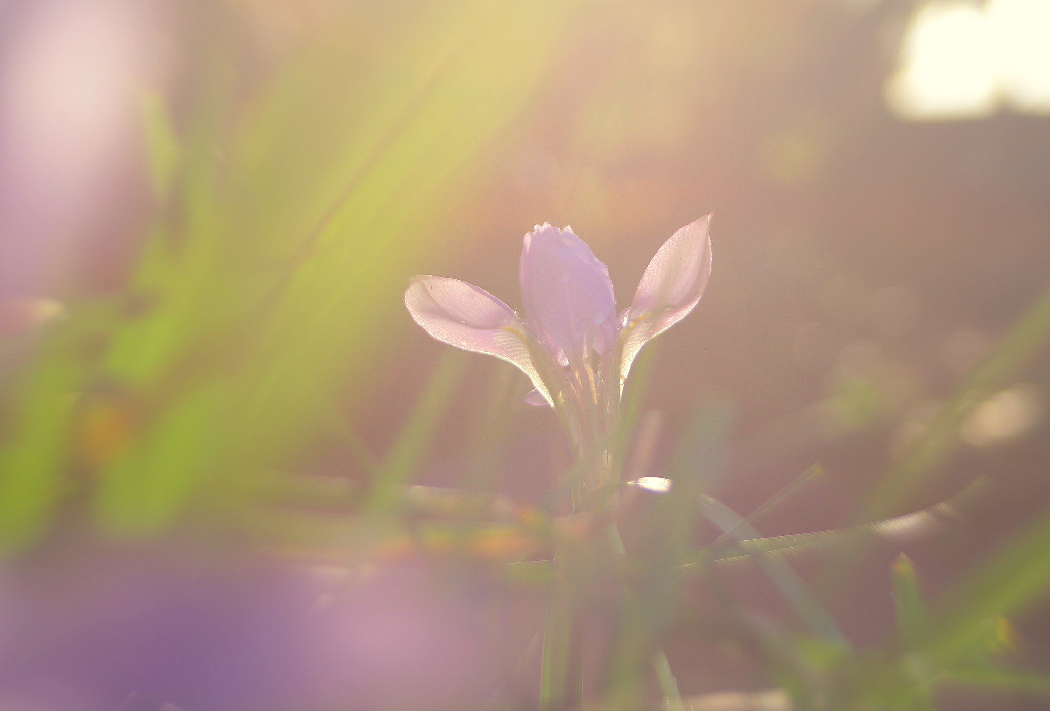 Canon EF 28-80mm f/3.5-5.6 USM IV sample photo. Purple and green iil photography