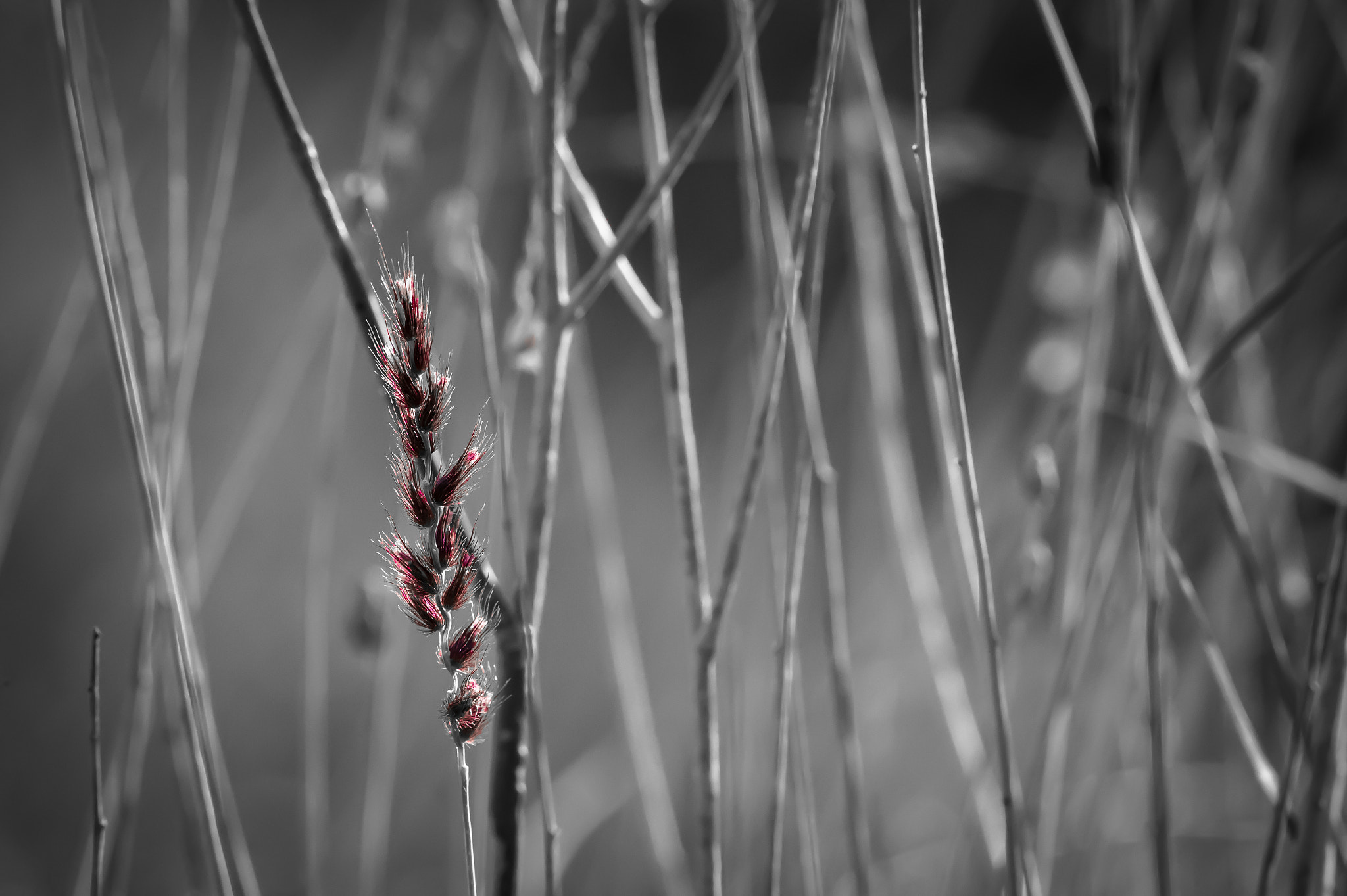 Nikon D4 sample photo. Redness photography