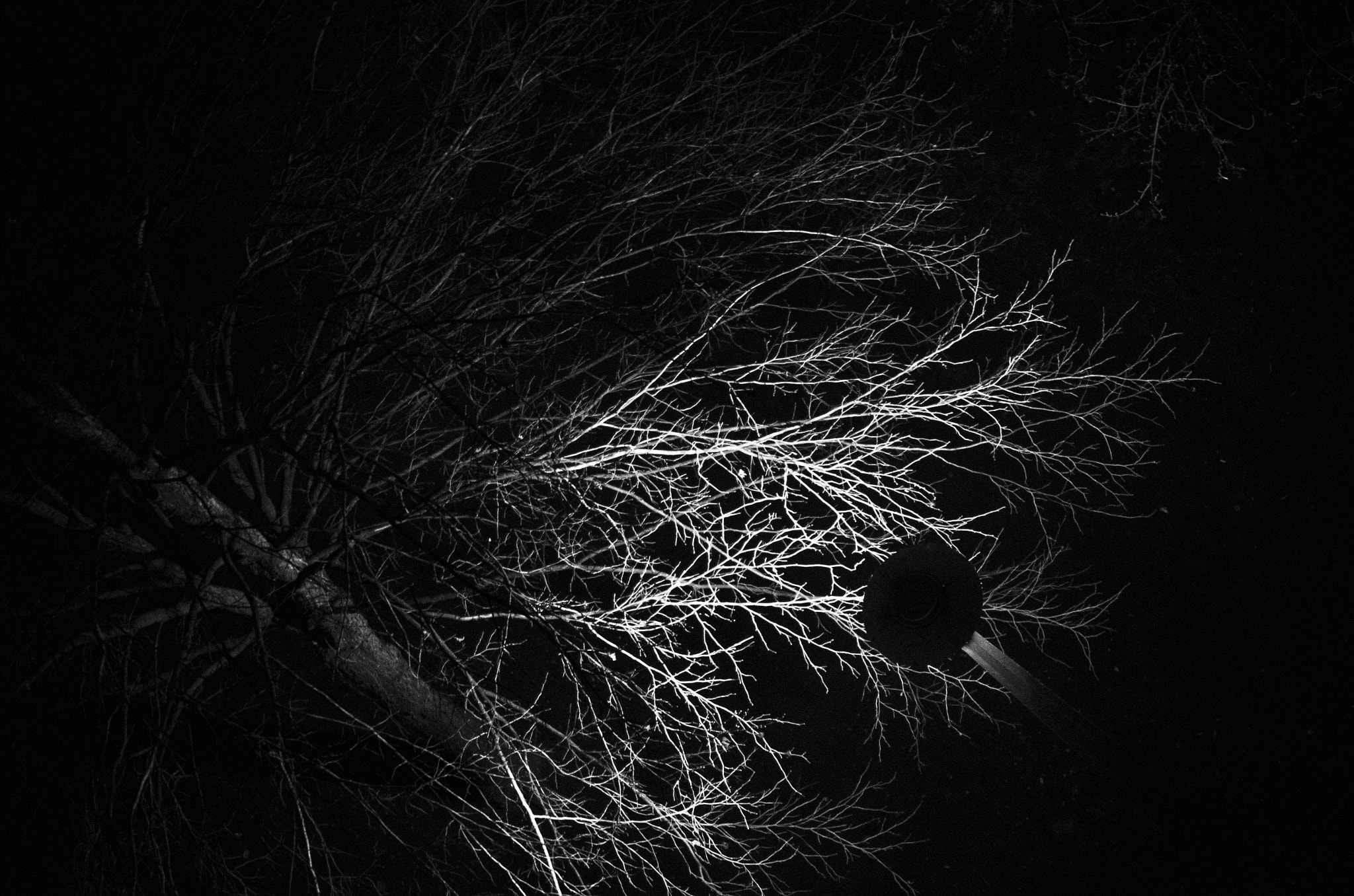 Pentax K-5 II sample photo. Glowing tree photography