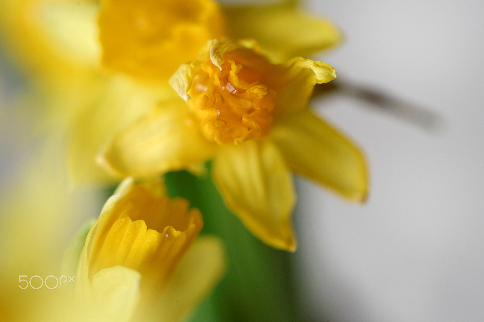 Nikon AF-S Micro-Nikkor 105mm F2.8G IF-ED VR sample photo. Never without you photography