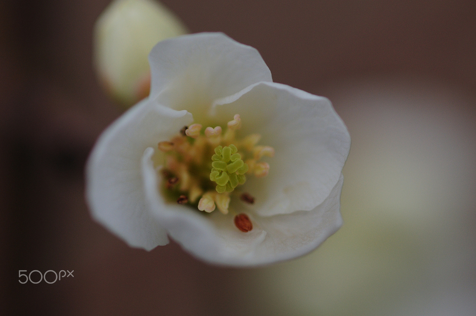 Nikon D300S + Sigma 105mm F2.8 EX DG Macro sample photo. Chaenomeles superba flower/ Άνθος Ροδόδεντρου photography