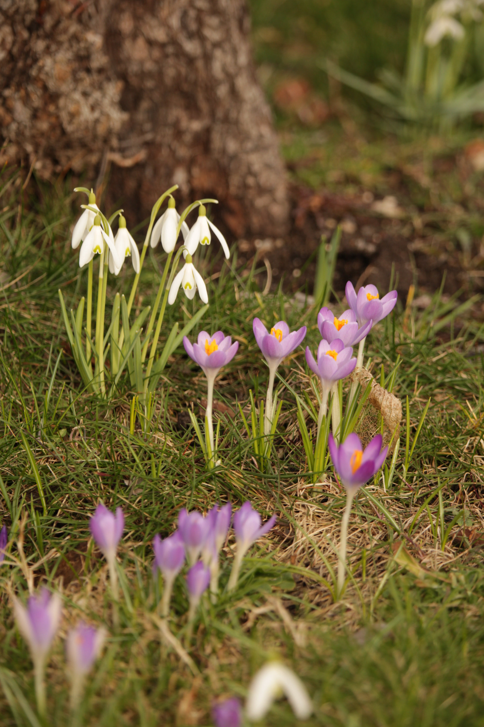Canon EF-S 55-250mm F4-5.6 IS STM sample photo. Spring2017 photography