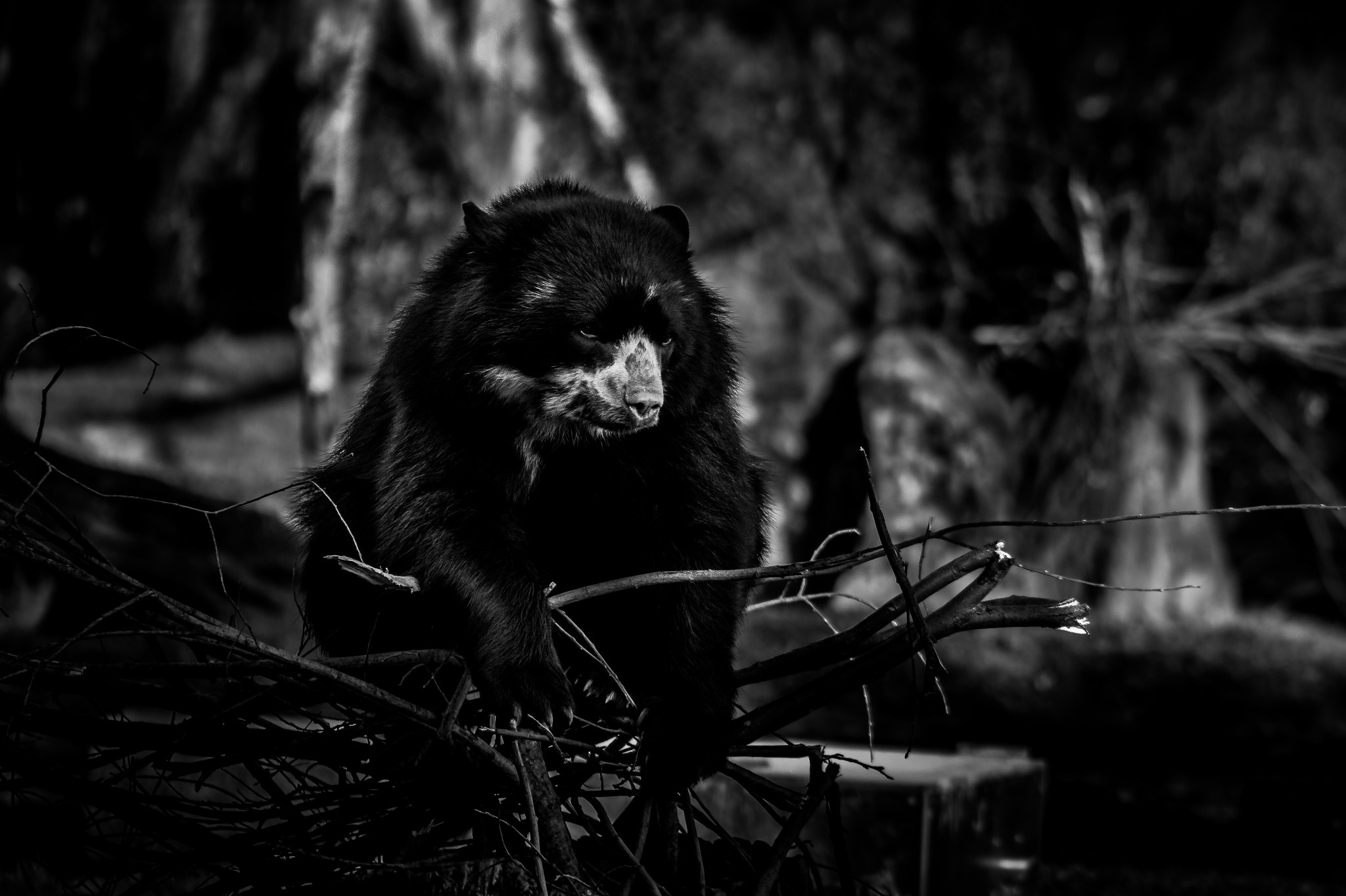 Tamron SP 35mm F1.8 Di VC USD sample photo. Climbing bear photography