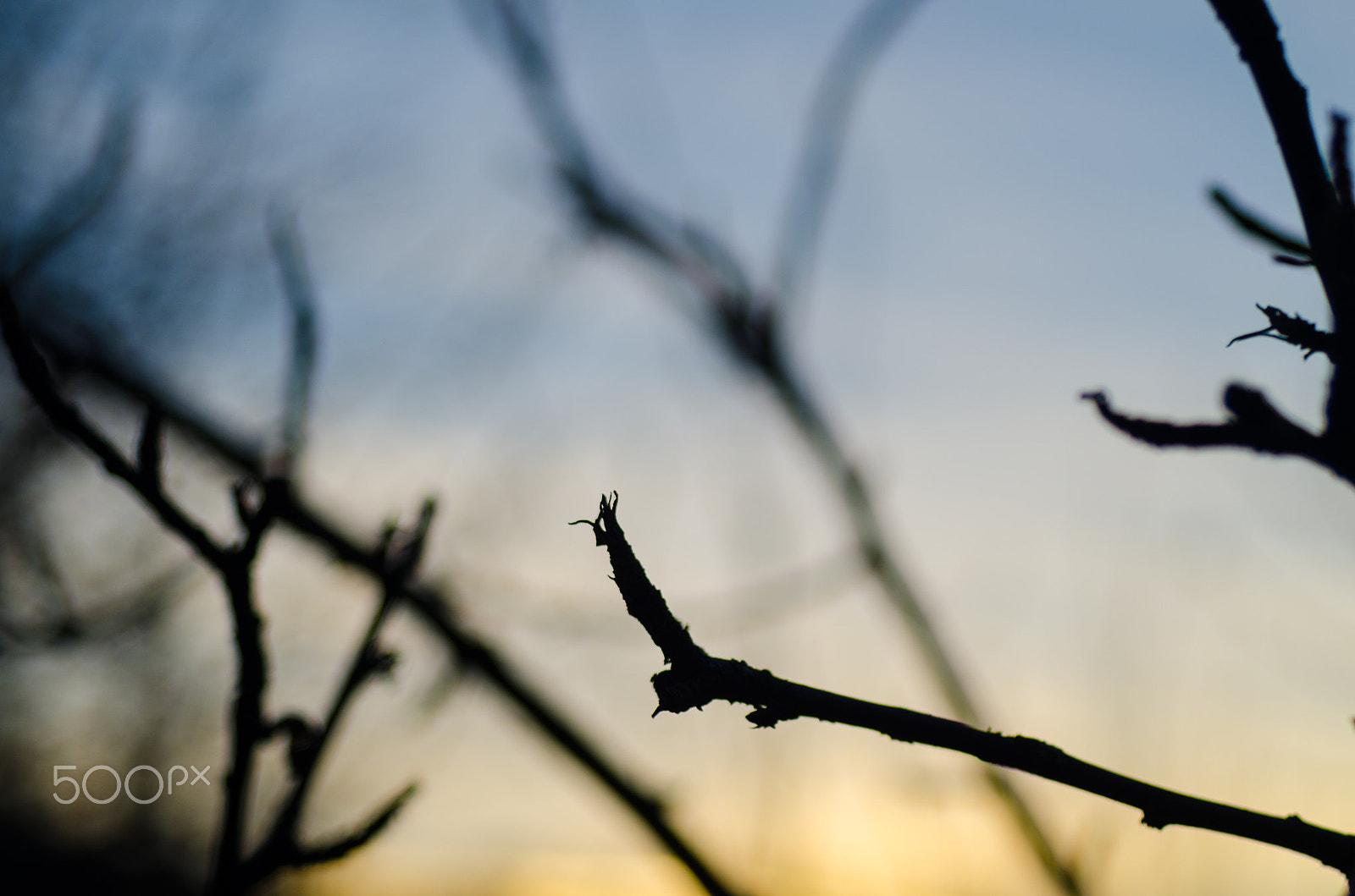 AF Zoom-Nikkor 35-70mm f/3.3-4.5 sample photo. 59/365 photography