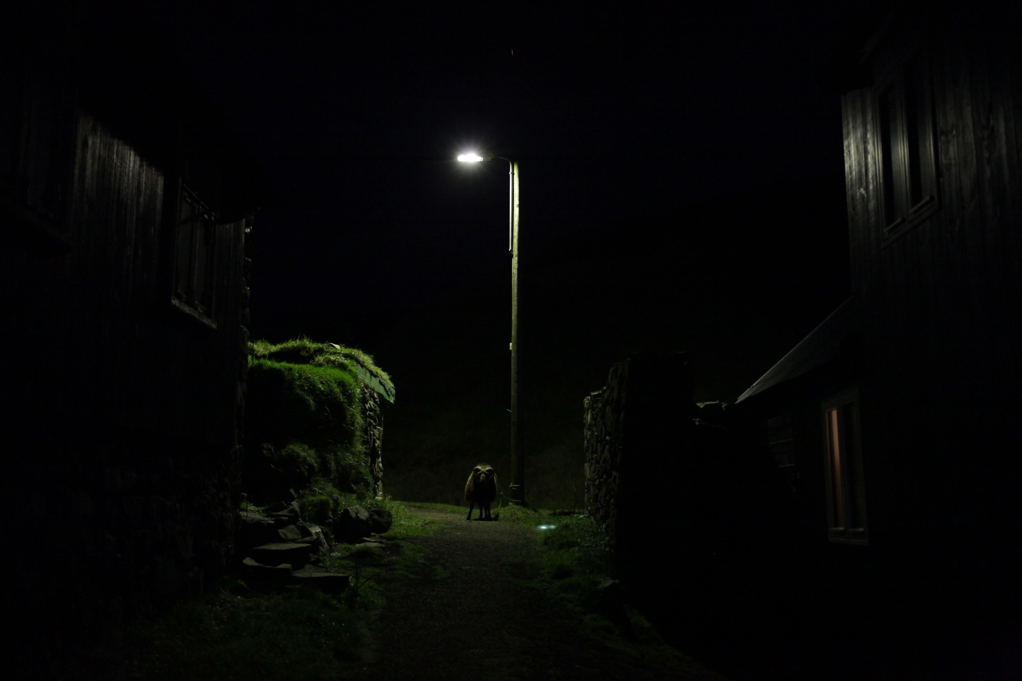 Canon EF 40mm F2.8 STM sample photo. Faroese ram in the night photography