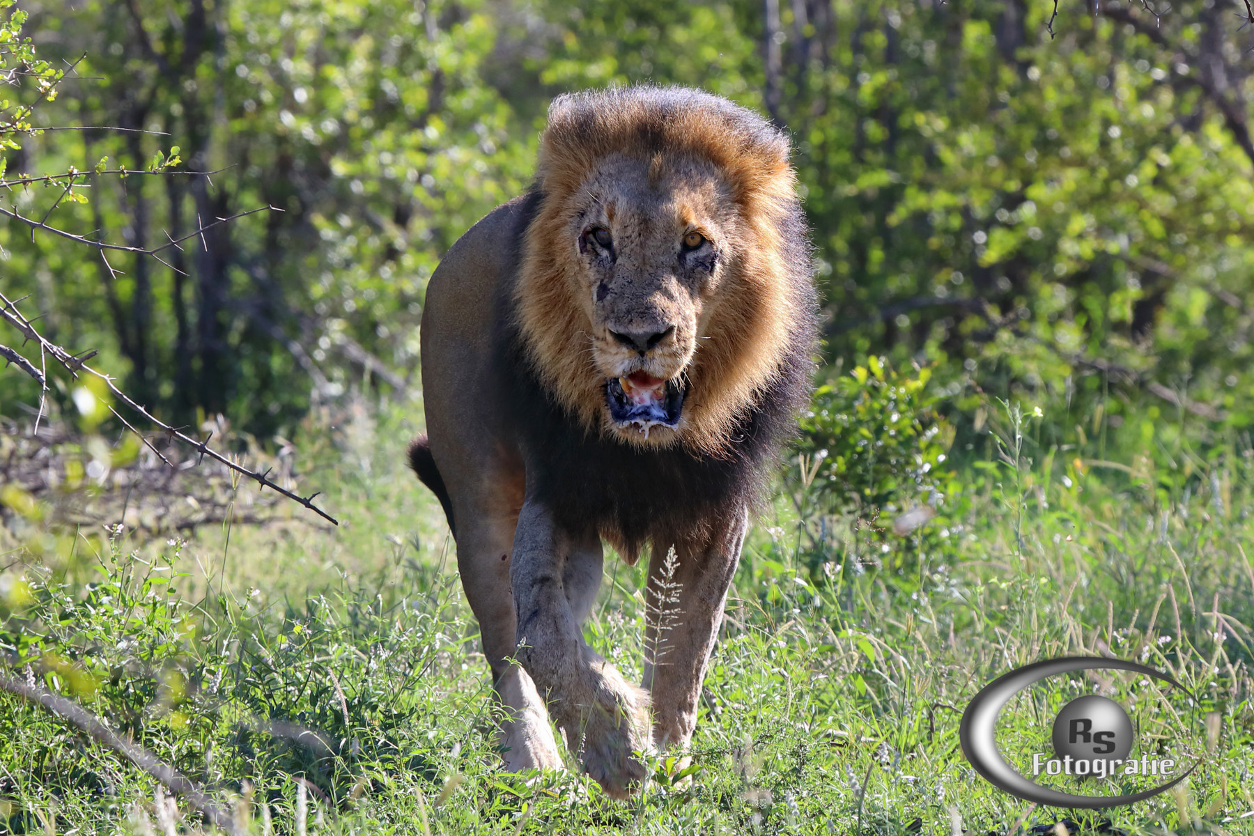 Canon EF 100-400mm F4.5-5.6L IS USM sample photo. Majingi male photography