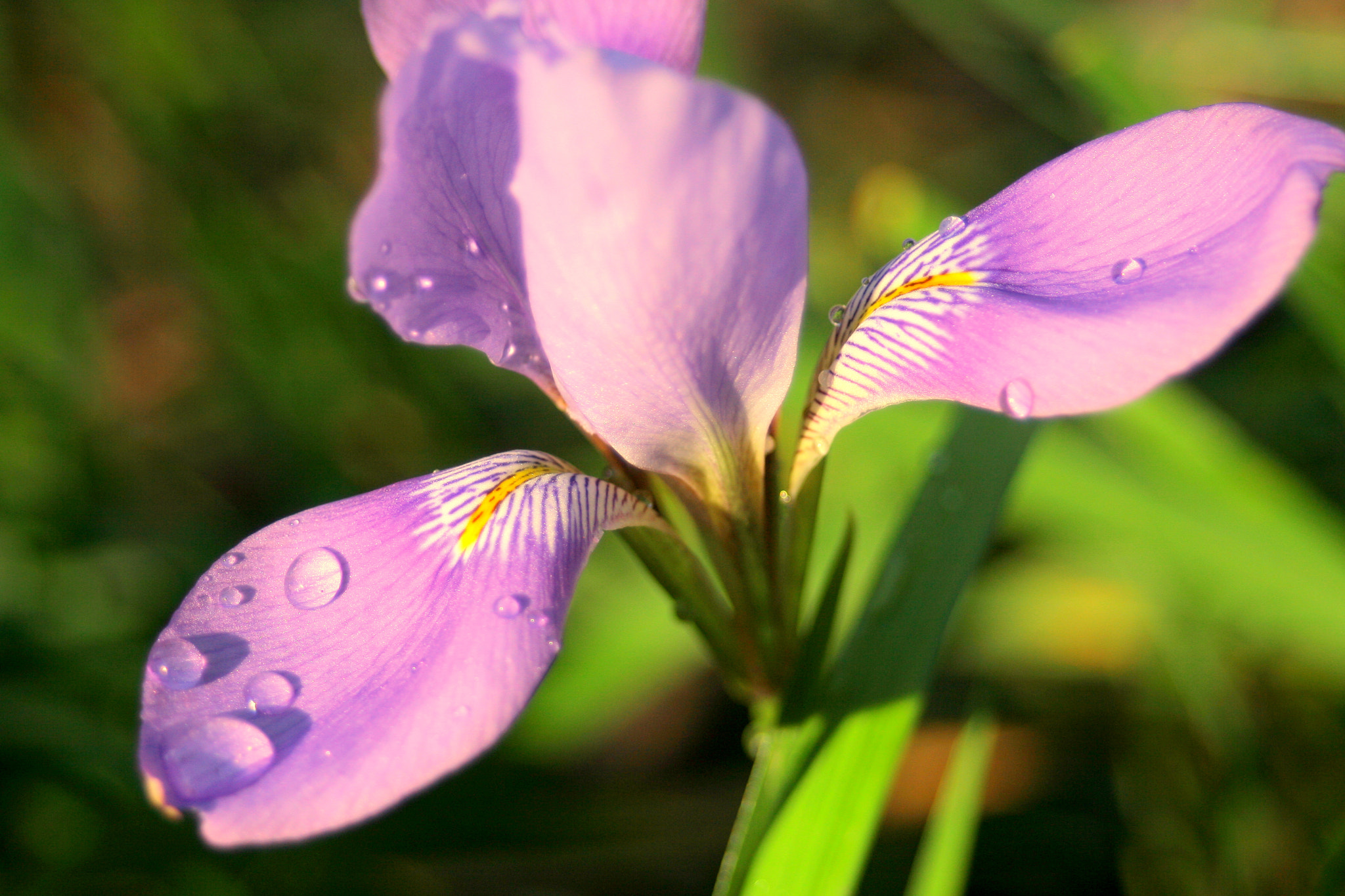 Canon EF 28-80mm f/3.5-5.6 USM IV sample photo. One flower photography