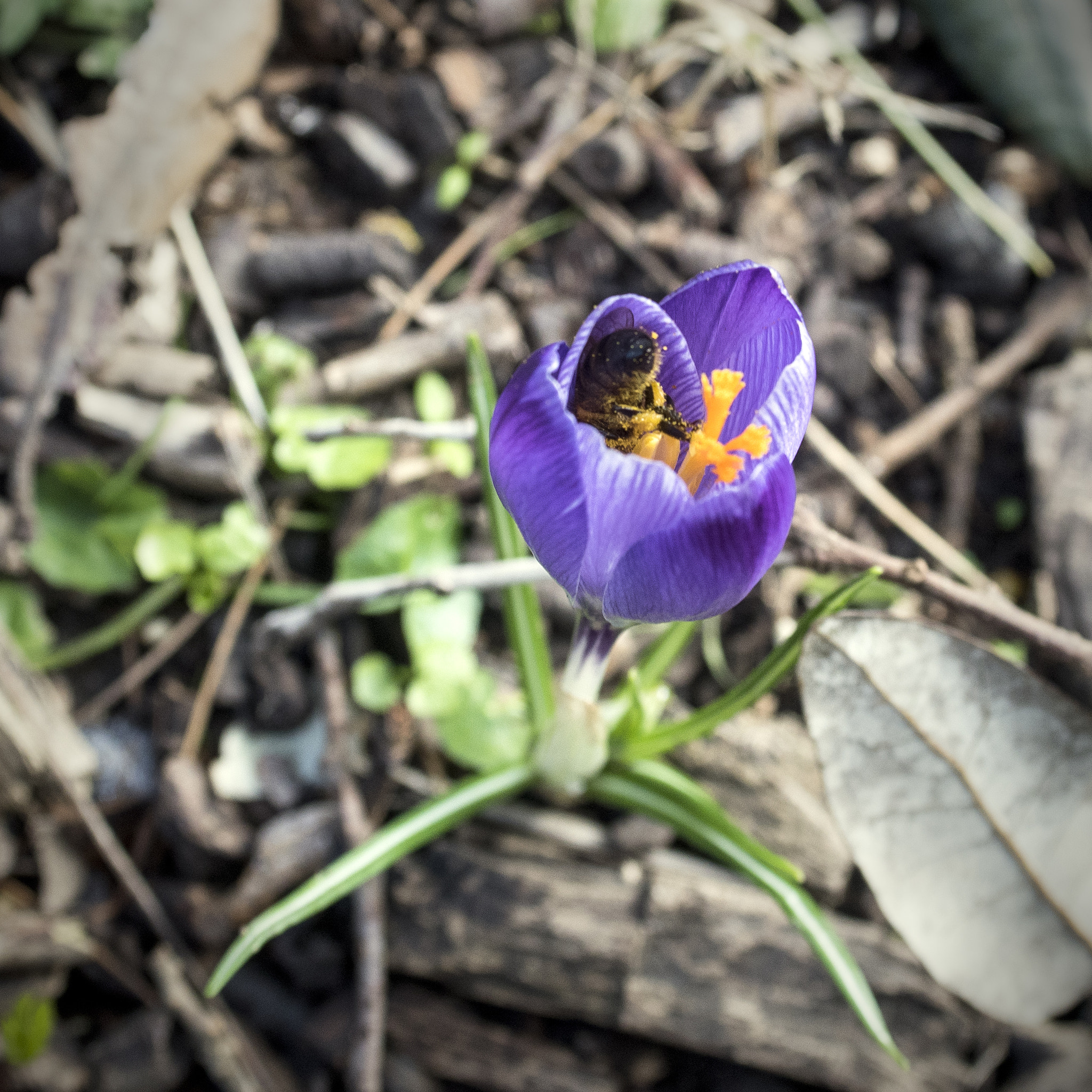 AF Zoom-Nikkor 35-70mm f/2.8D sample photo. Early bird (bee) photography