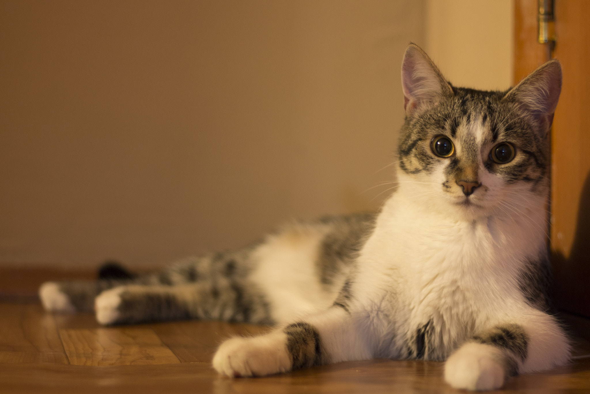 Canon EOS 650D (EOS Rebel T4i / EOS Kiss X6i) + Canon EF 50mm F1.8 STM sample photo. Pusswithnoboots photography