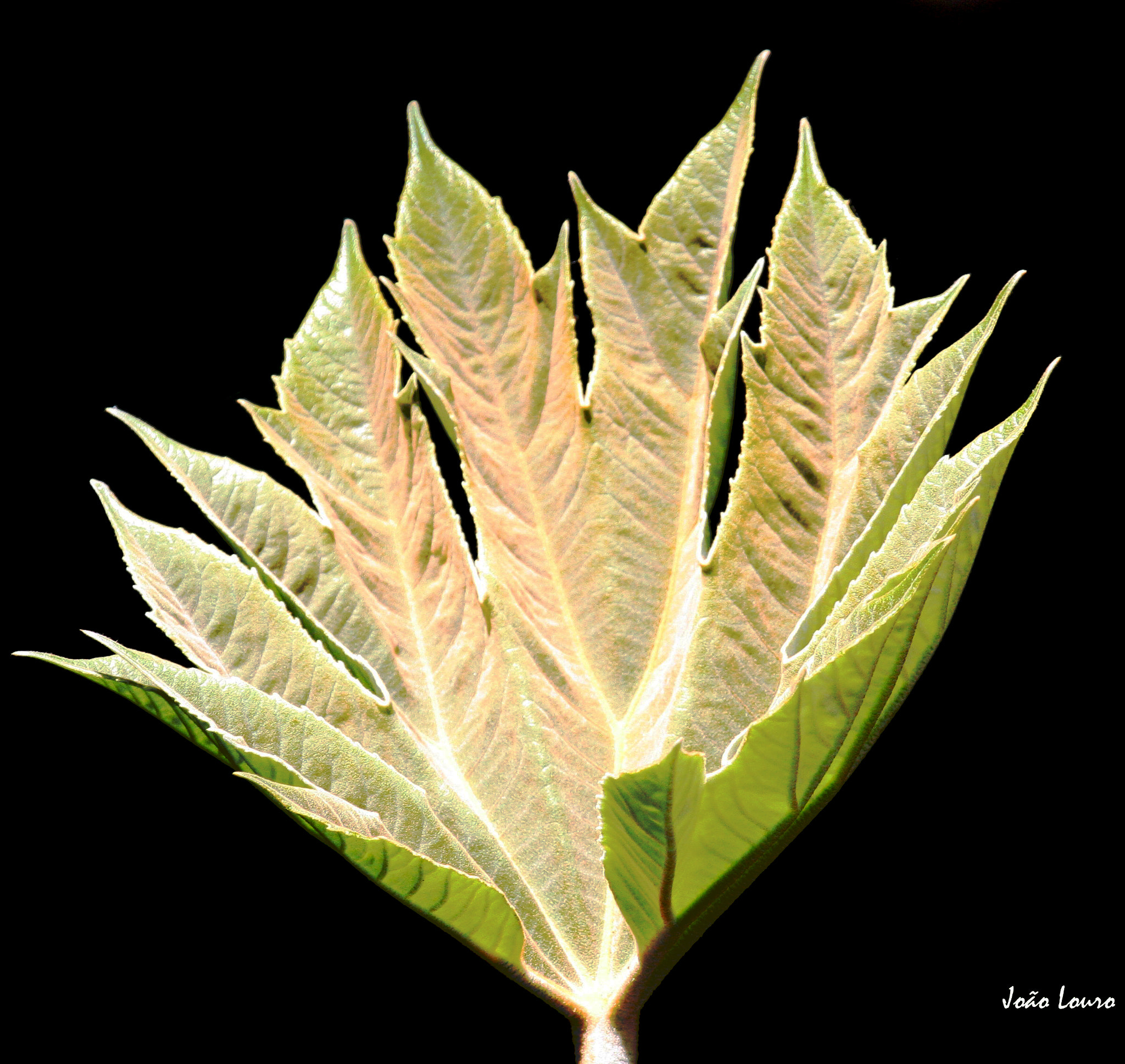Canon EF 100-400mm F4.5-5.6L IS USM sample photo. Folha photography