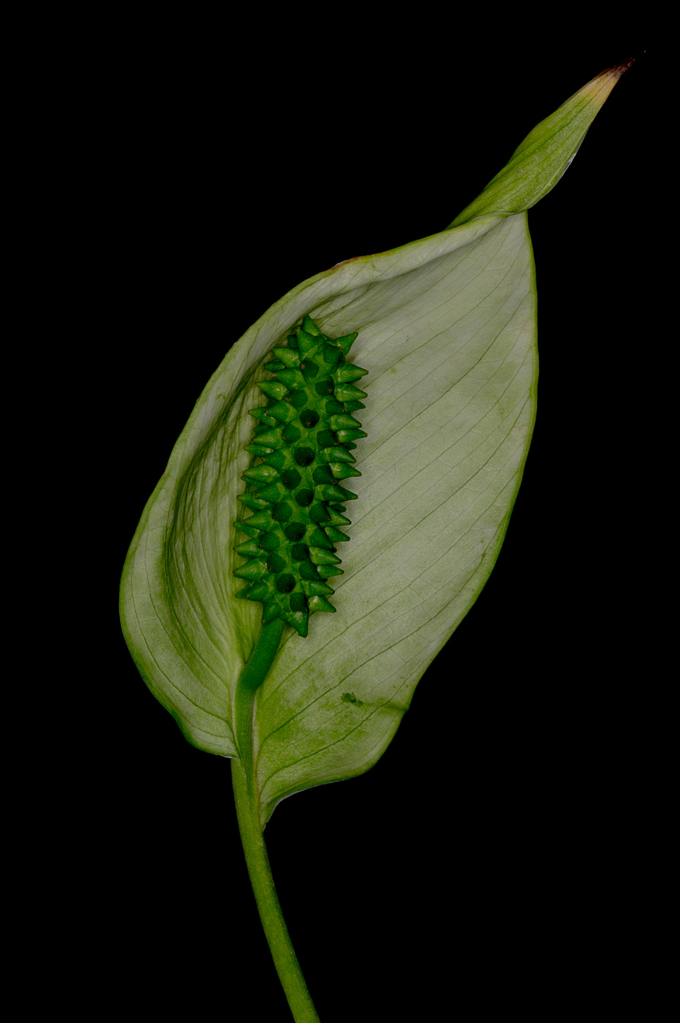 Pentax K-3 + Tamron SP AF 90mm F2.8 Di Macro sample photo. Philodendron inflorescence 3 photography