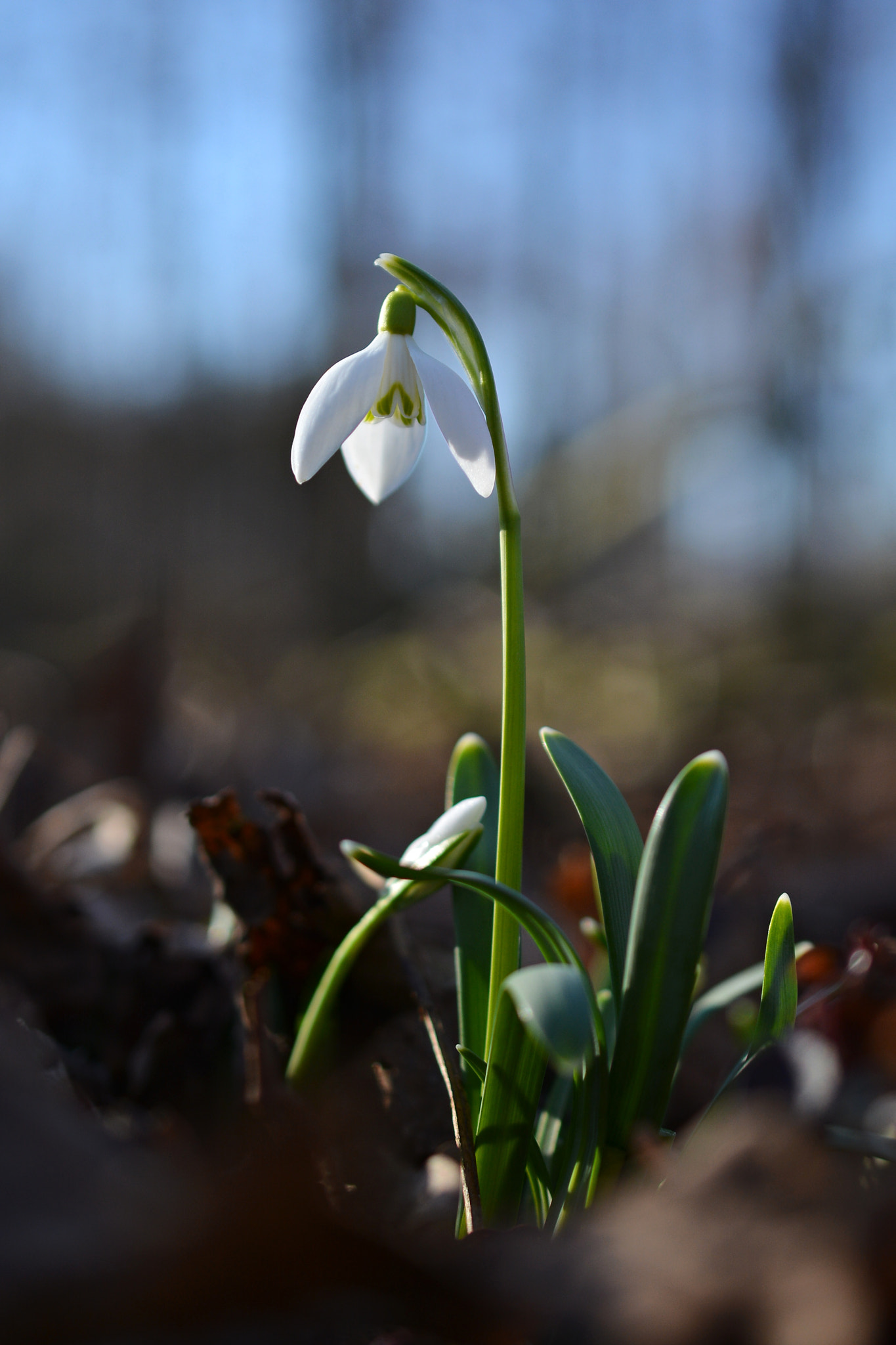 Nikon AF-S DX Micro Nikkor 40mm F2.8 sample photo. Jaro je tu photography