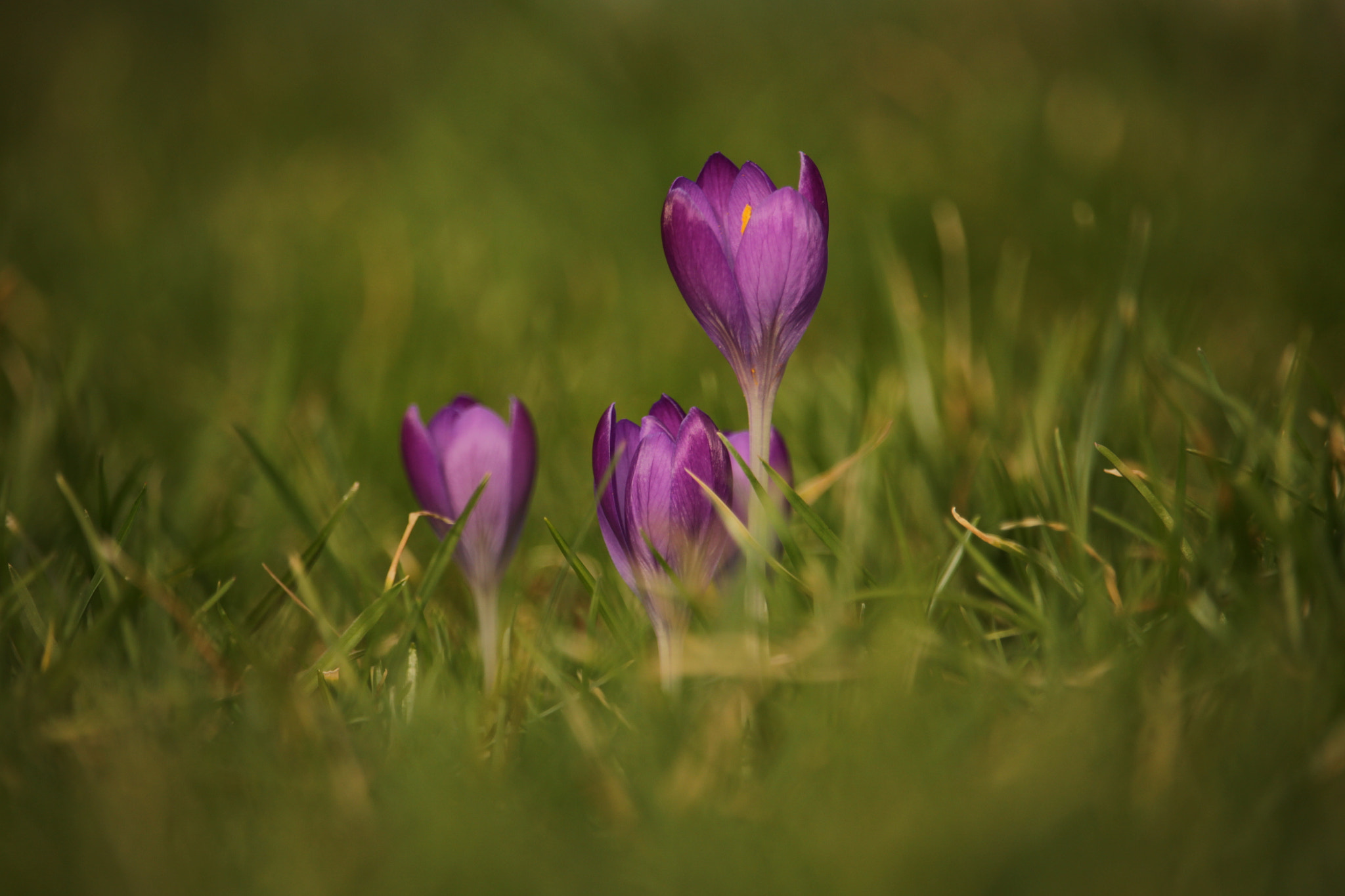 Canon EOS 650D (EOS Rebel T4i / EOS Kiss X6i) + Canon EF-S 55-250mm F4-5.6 IS STM sample photo. Krokus / crocus photography